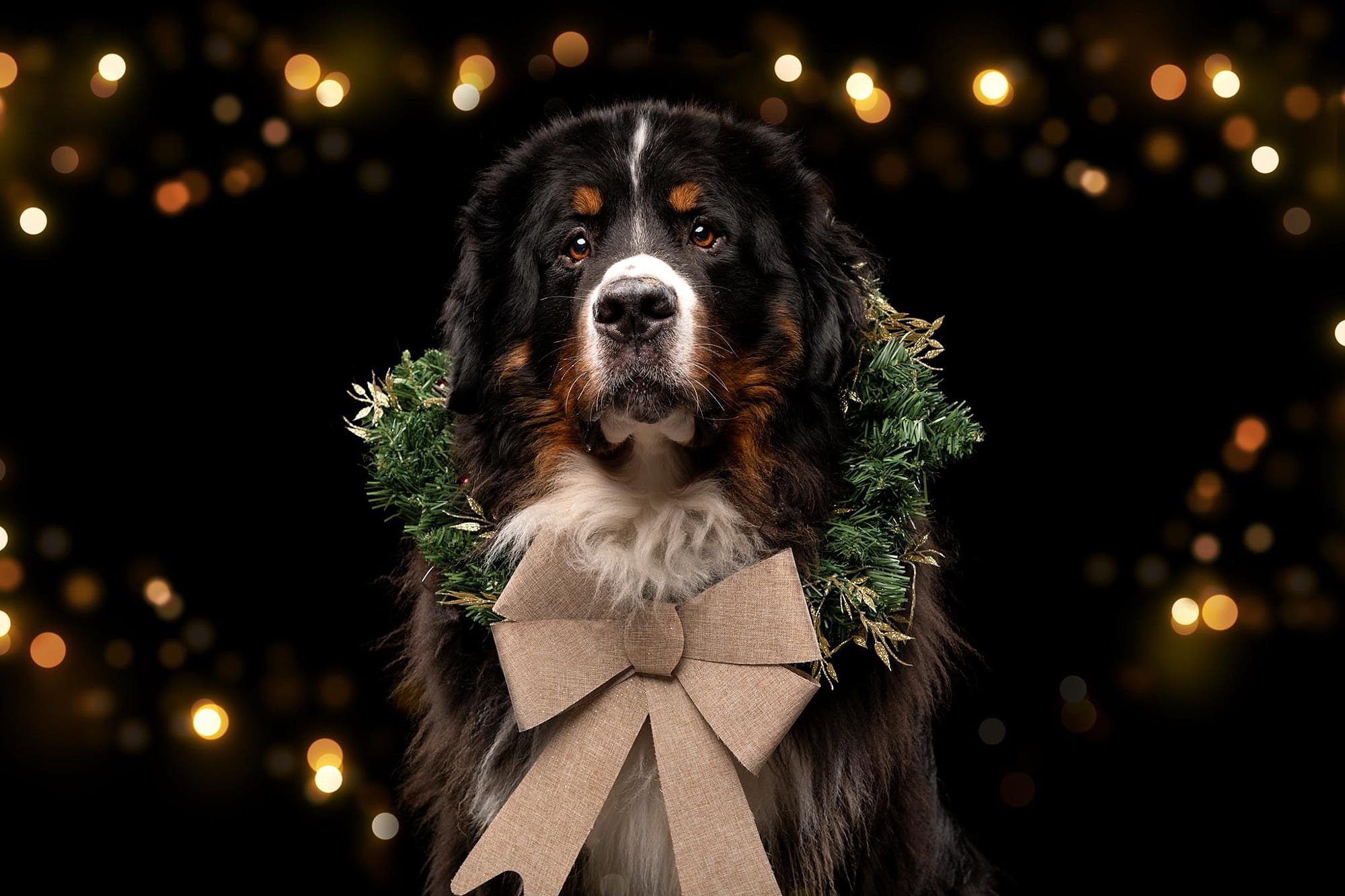 Download mobile wallpaper Dogs, Animal, Bernese Mountain Dog for free.