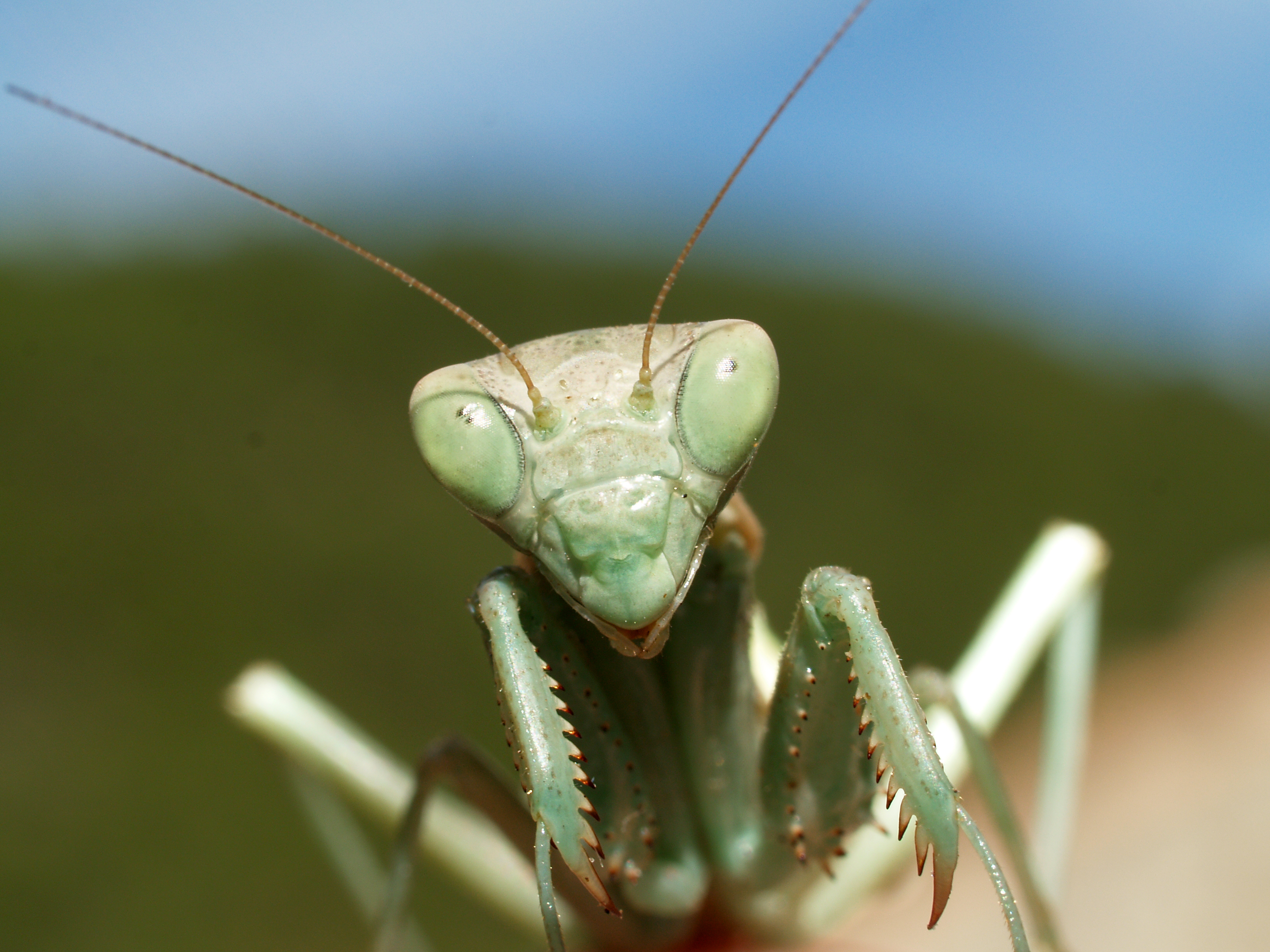 Descarga gratuita de fondo de pantalla para móvil de Mantis Religiosa, Insectos, Animales.