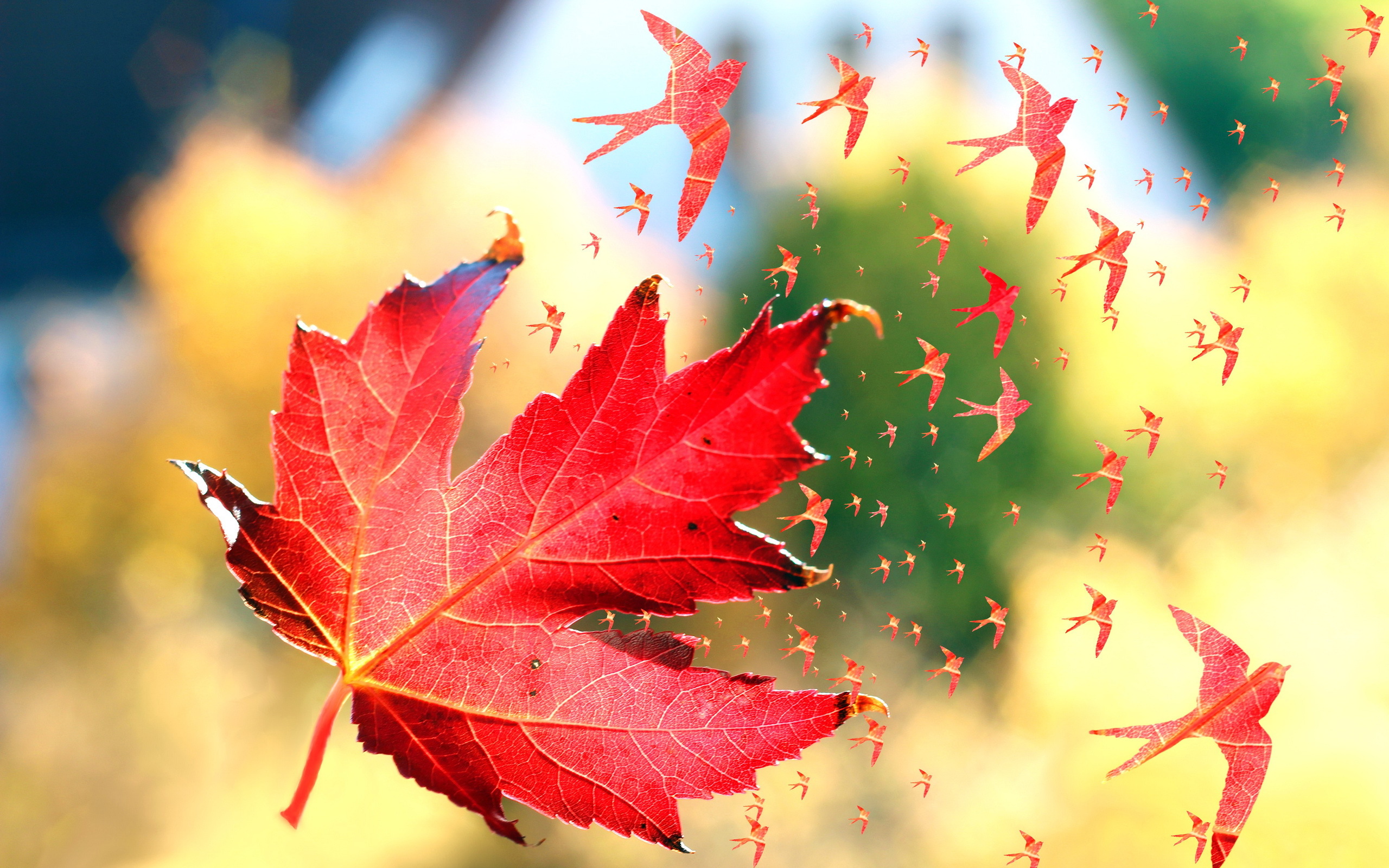 Laden Sie das Blatt, Erde/natur-Bild kostenlos auf Ihren PC-Desktop herunter