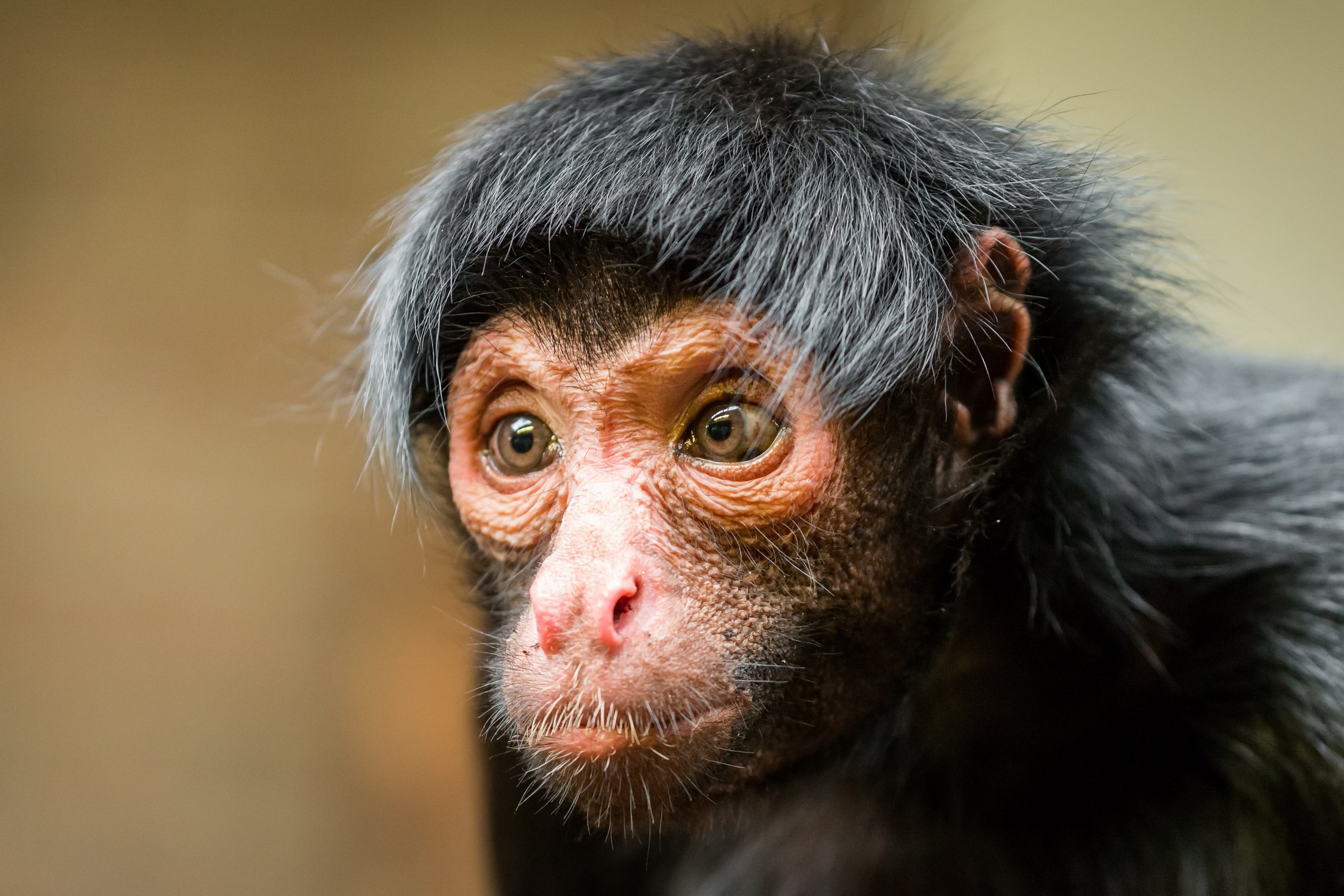 PCデスクトップに動物, サル, 猿, 霊長類画像を無料でダウンロード