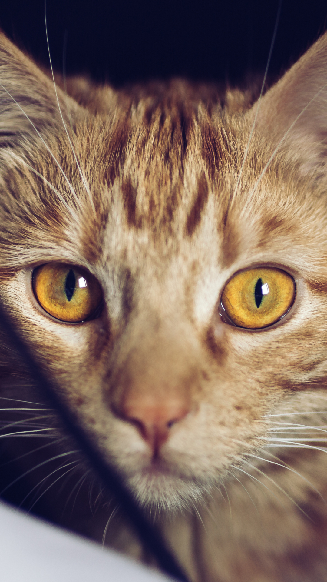 Download mobile wallpaper Cats, Cat, Animal, Stare for free.