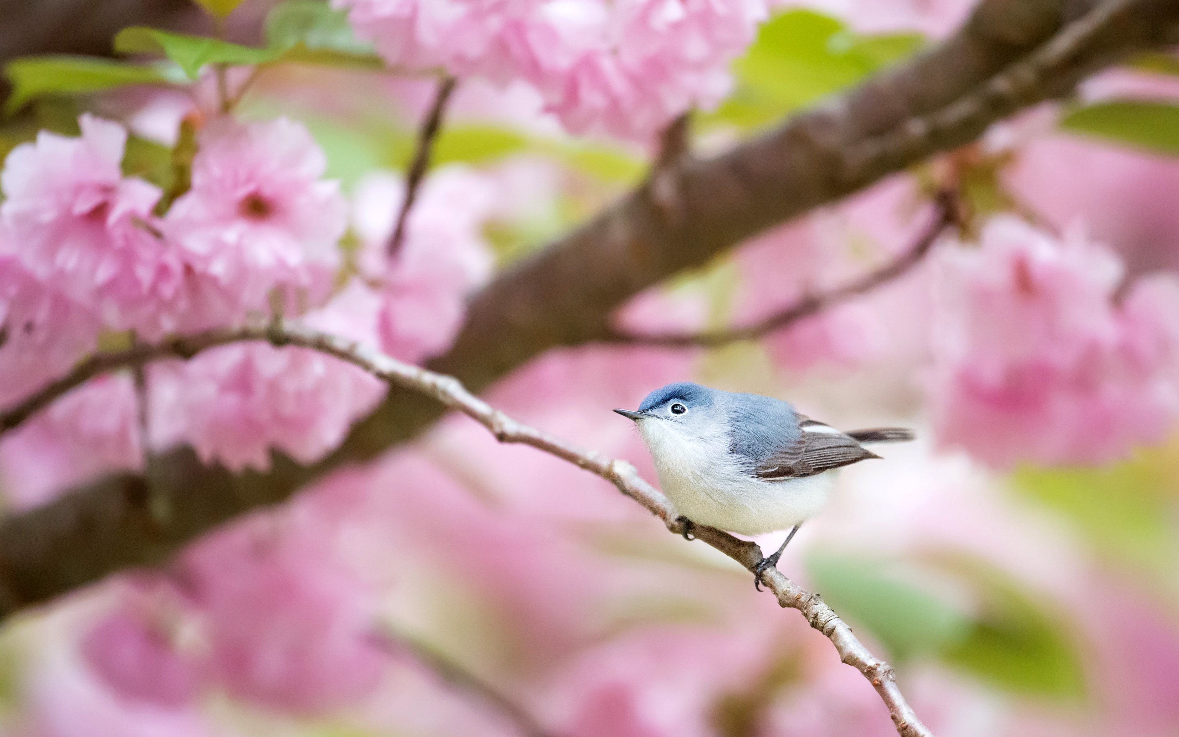 Free download wallpaper Birds, Bird, Animal, Blossom, Pink Flower, Blue Gray Gnatcatcher on your PC desktop