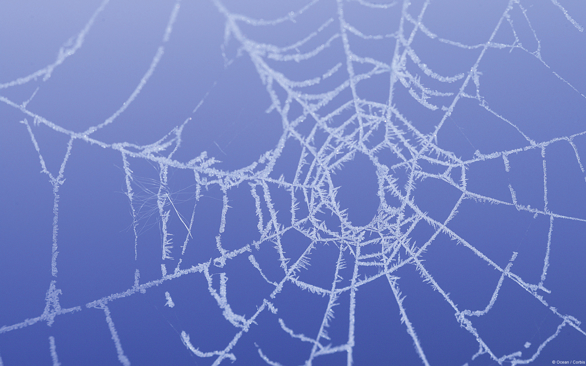 Download mobile wallpaper Snow, Frost, Photography, Spider Web for free.