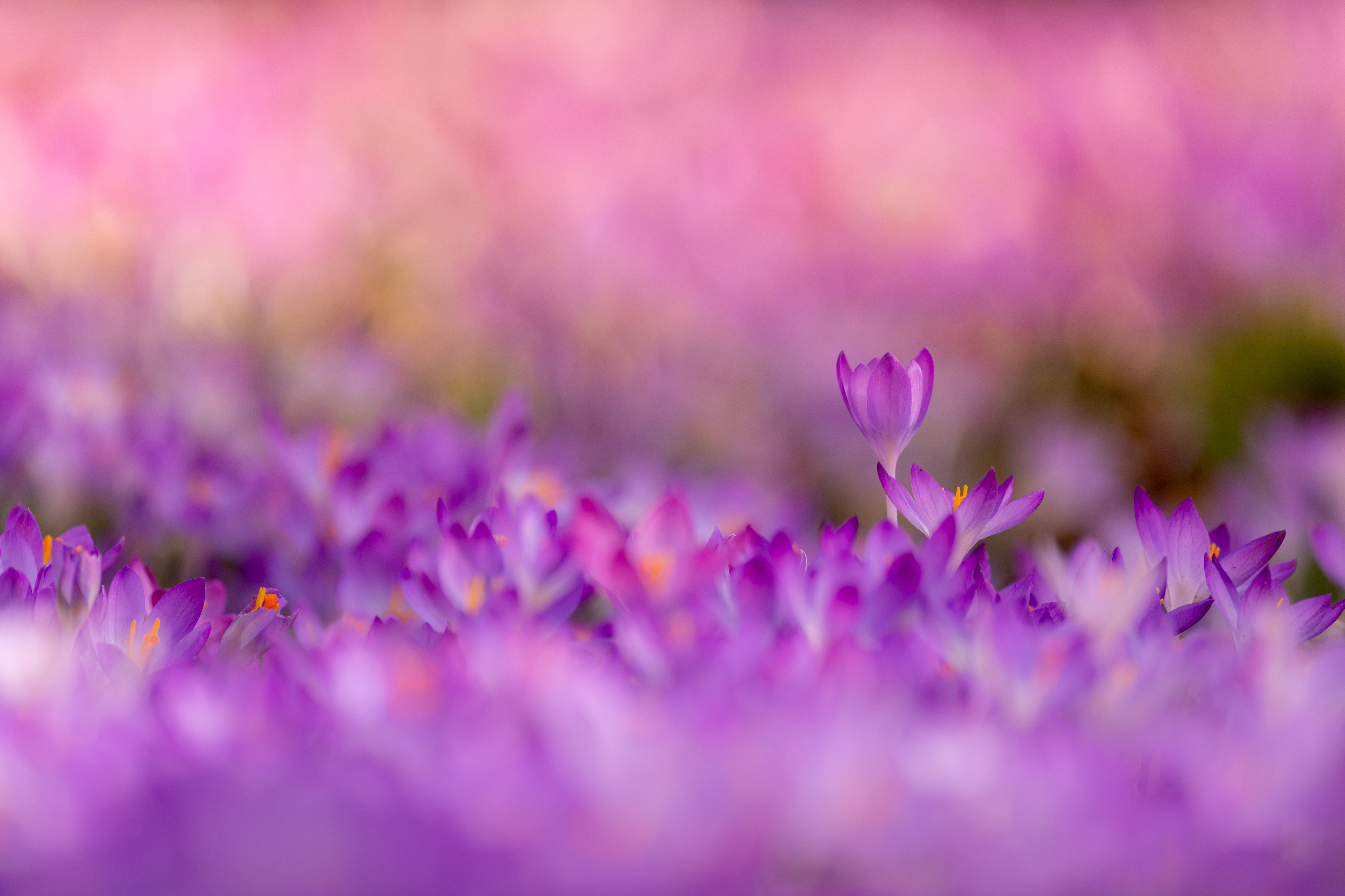 Download mobile wallpaper Flowers, Earth, Crocus, Purple Flower for free.