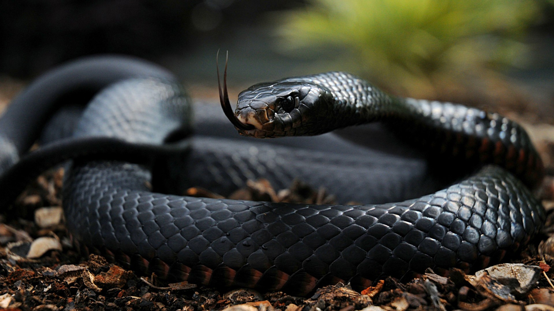 297302 descargar imagen serpiente, animales, reptiles: fondos de pantalla y protectores de pantalla gratis
