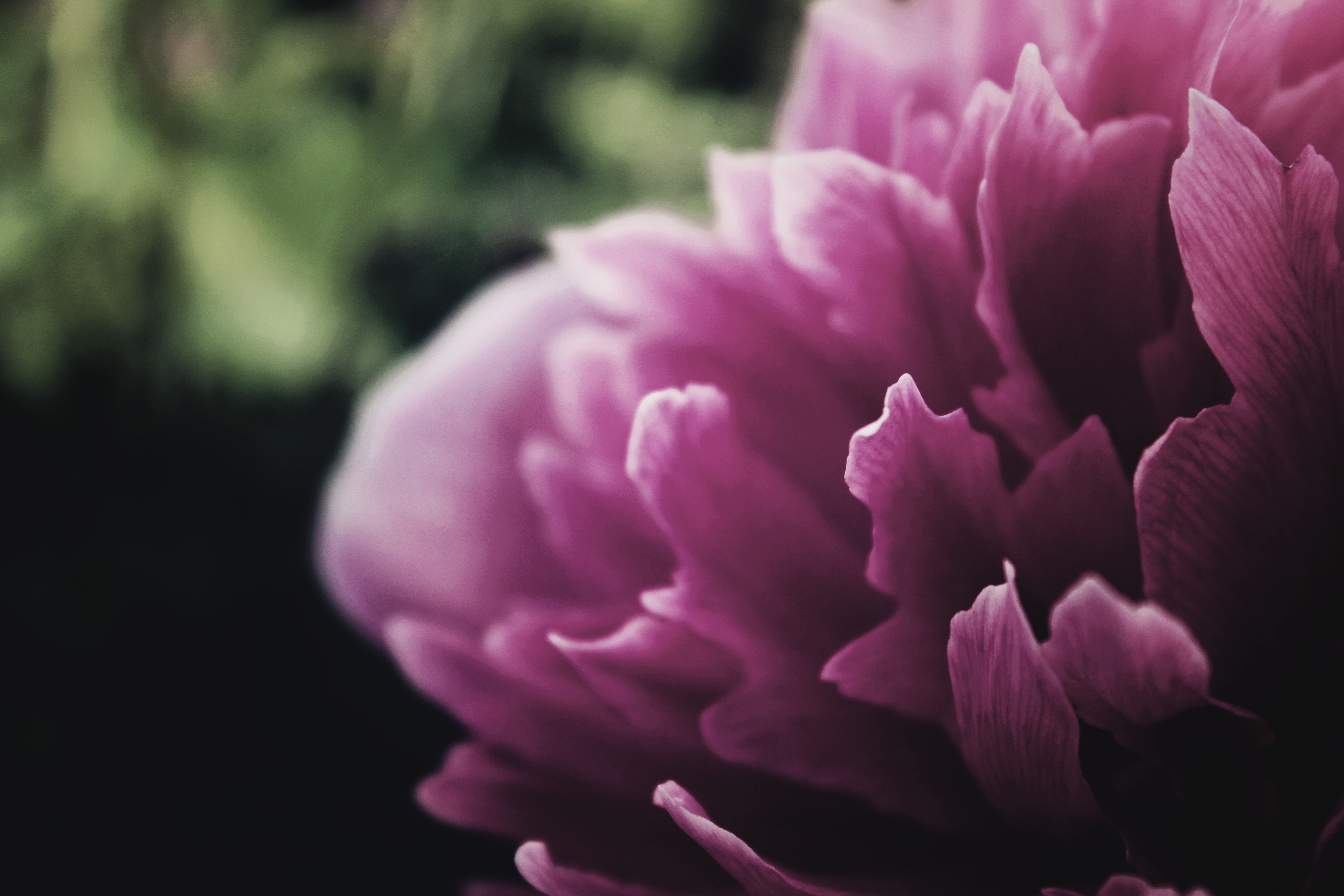 Free download wallpaper Nature, Flowers, Flower, Close Up, Earth, Peony, Pink Flower on your PC desktop