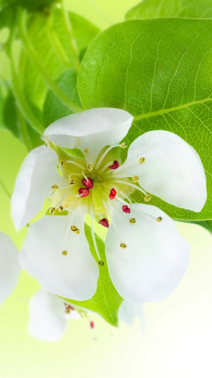 Download mobile wallpaper Flowers, Flower, Close Up, Earth, White Flower, Blossom for free.