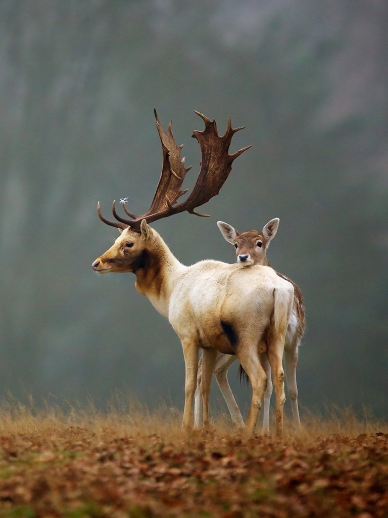 Download mobile wallpaper Love, Animal, Fawn, Deer, Buck for free.