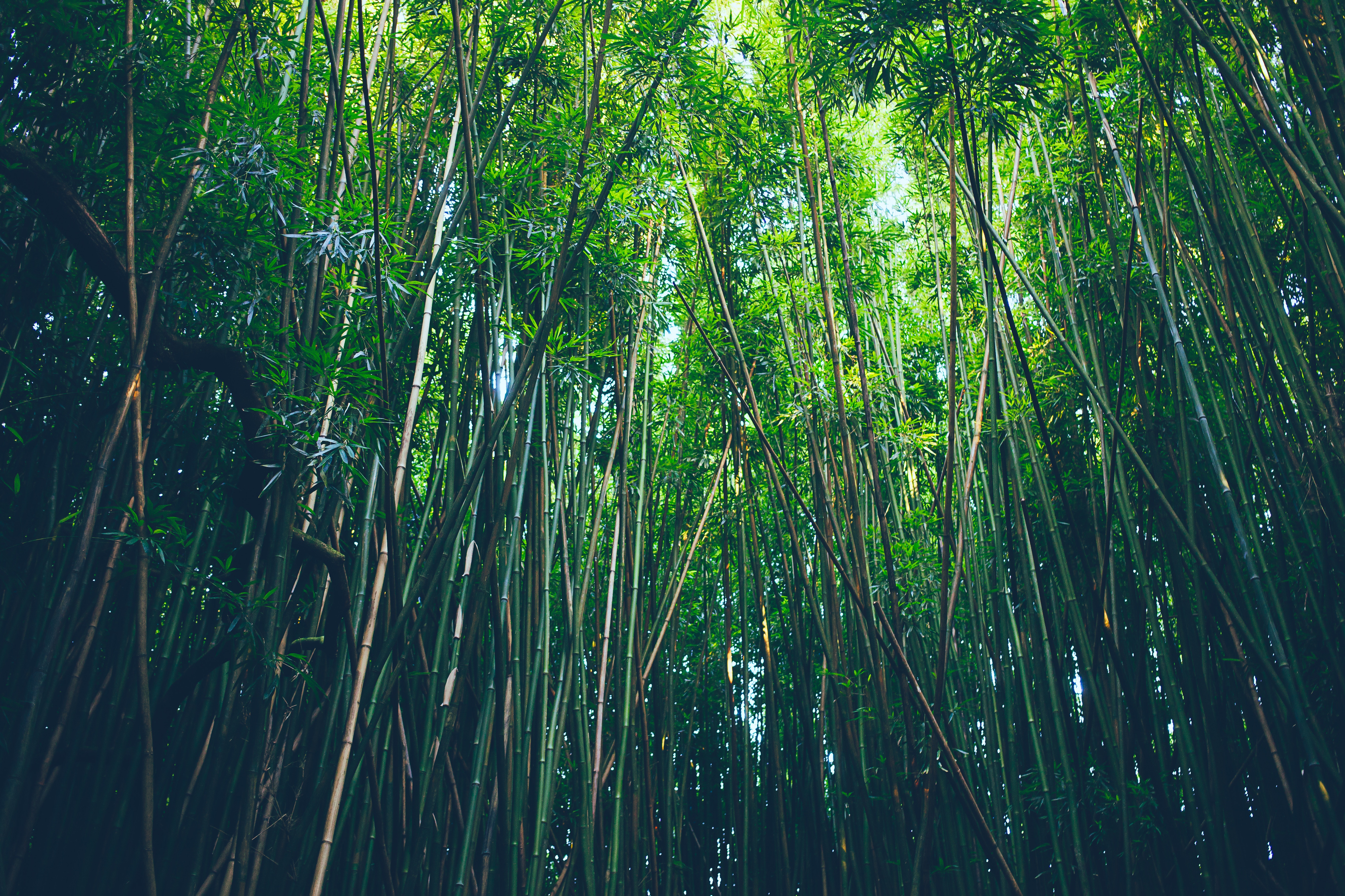 Download mobile wallpaper Nature, Forest, Earth, Bamboo for free.