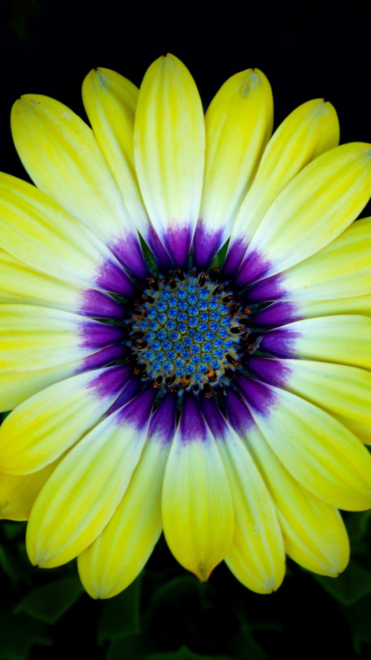 Download mobile wallpaper Nature, Flowers, Flower, Close Up, Earth, Gerbera, Daisy, Yellow Flower for free.