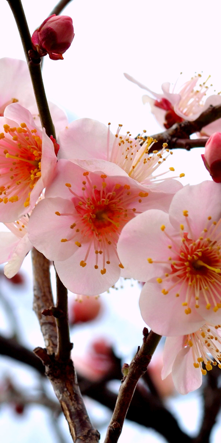 Descarga gratuita de fondo de pantalla para móvil de Flores, Florecer, Tierra/naturaleza.