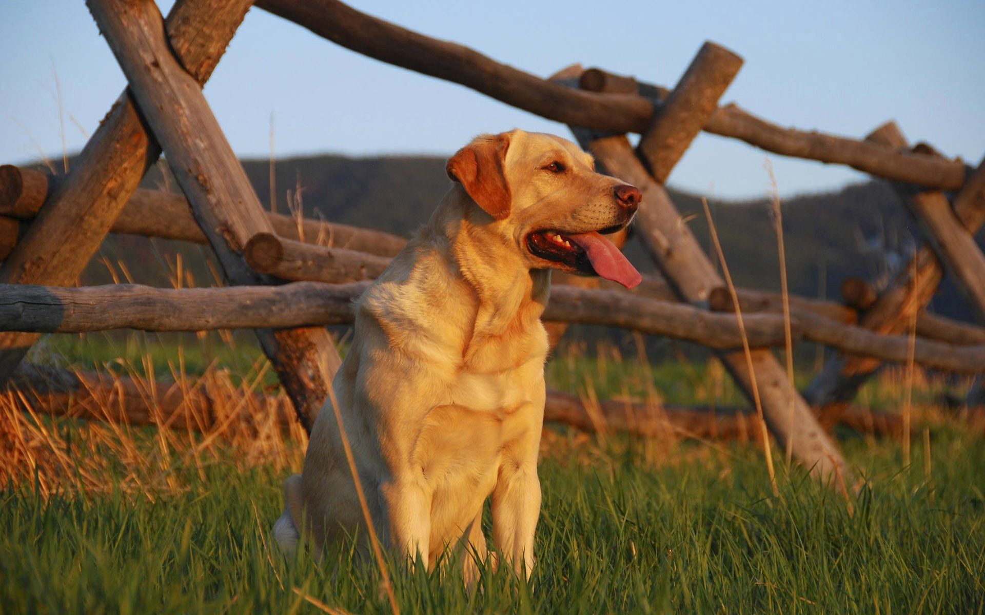 136925 скачать картинку собака, животные, закат, трава, забор, лабрадор, ожидание - обои и заставки бесплатно
