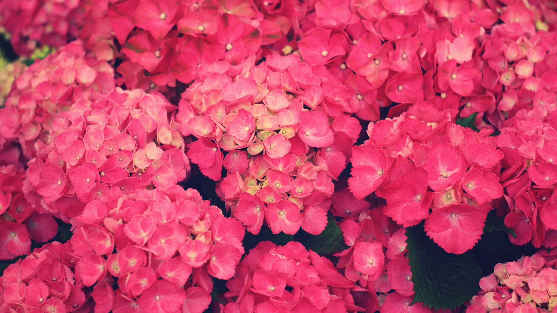 earth, hydrangea, flower, pink, flowers