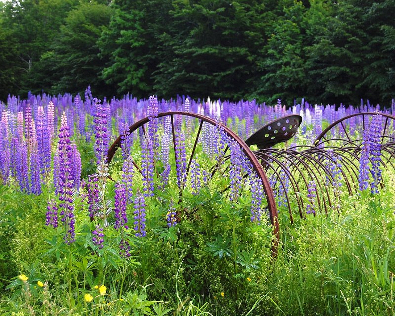 Téléchargez gratuitement l'image Fleur, Terre/nature sur le bureau de votre PC