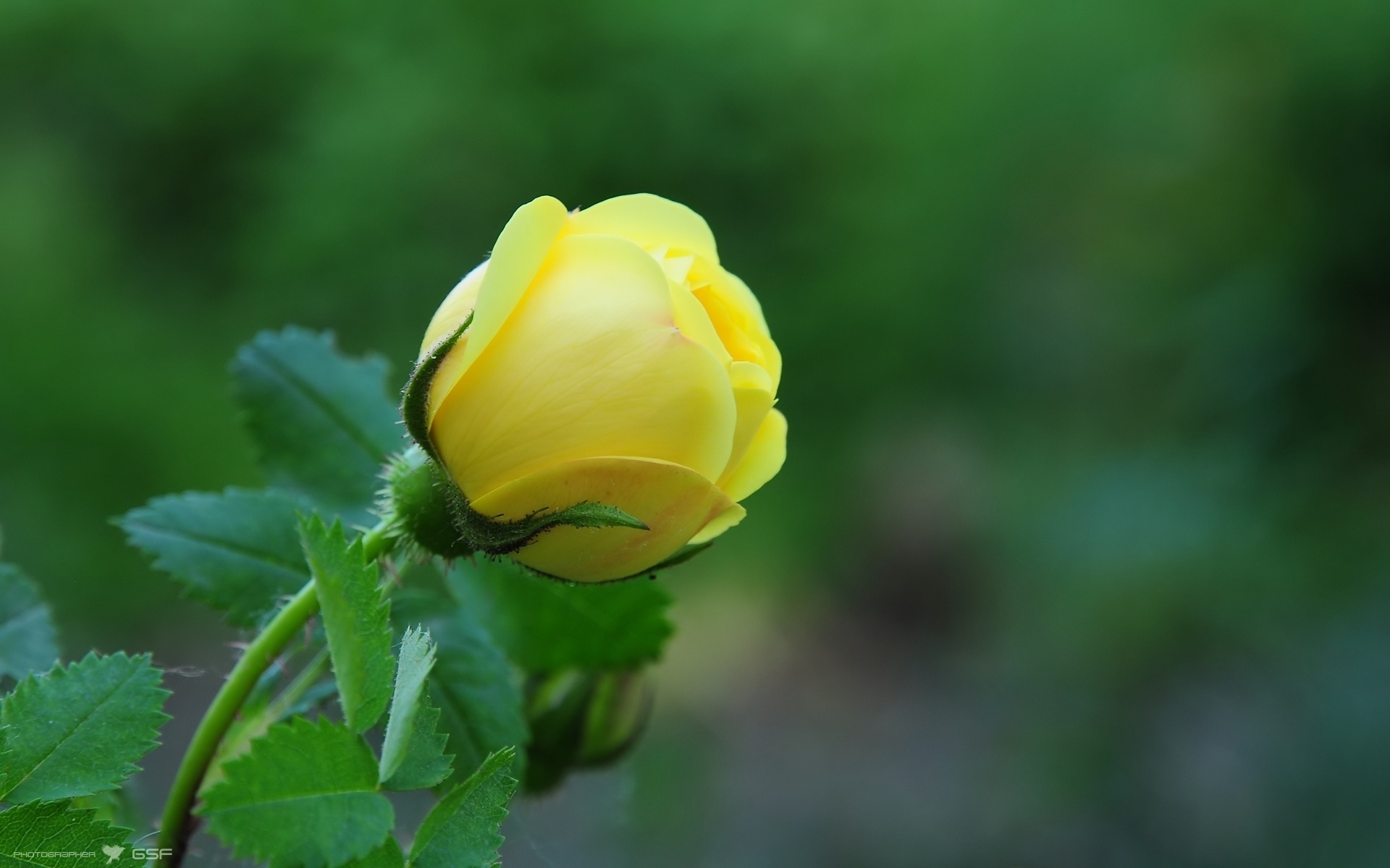 Baixe gratuitamente a imagem Flores, Rosa, Terra/natureza na área de trabalho do seu PC