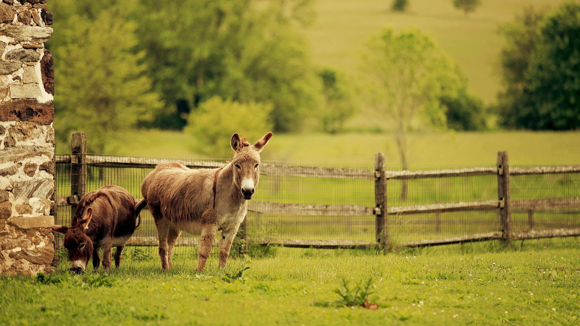 animal, mule, poitou donkey