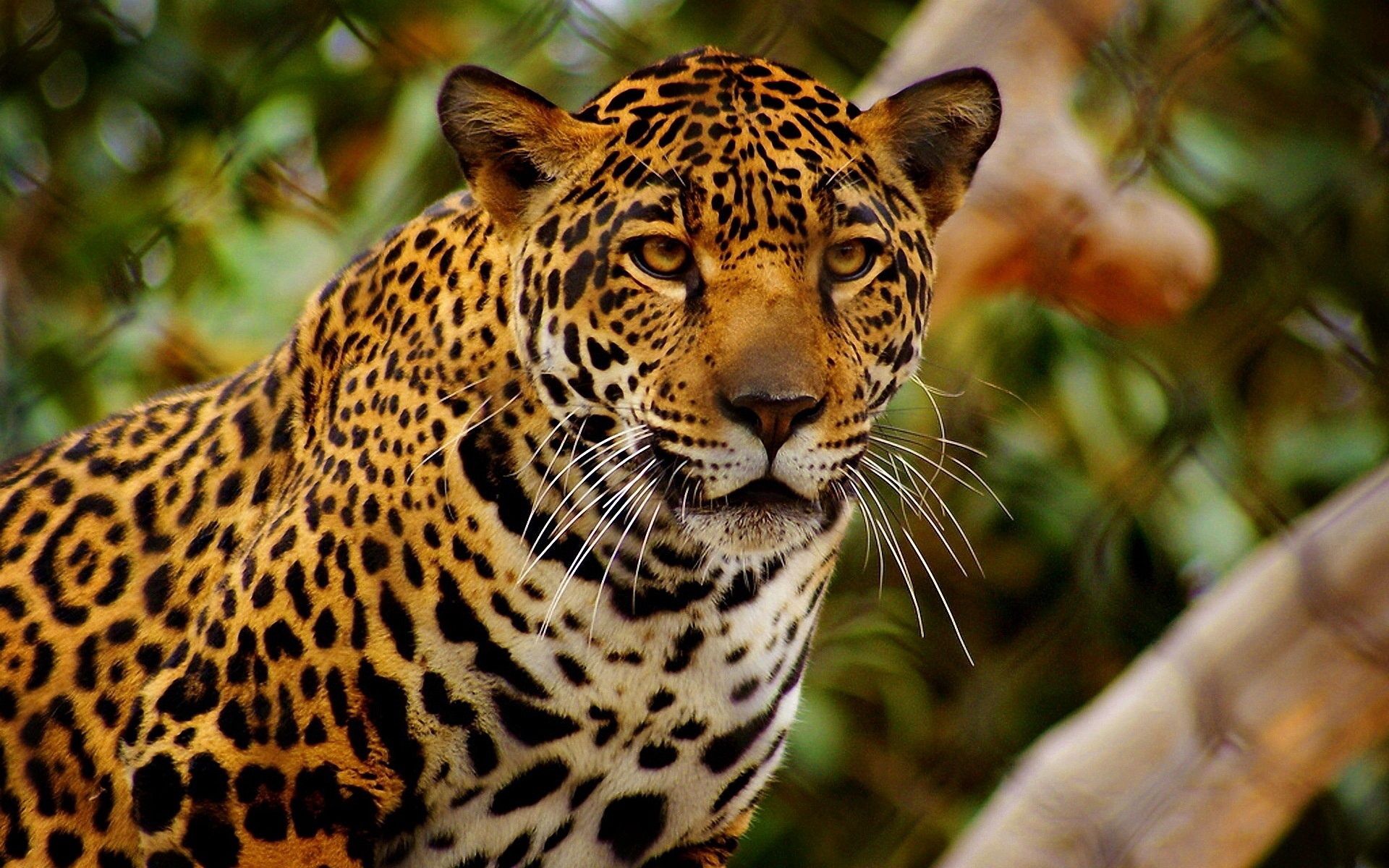 Handy-Wallpaper Jaguar, Sicht, Wut, Zorn, Meinung, Predator, Tiere, Raubtier kostenlos herunterladen.