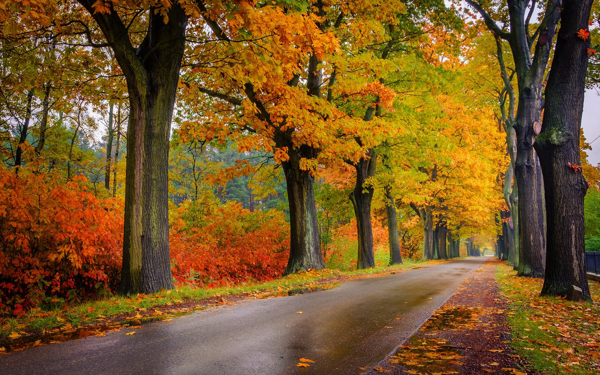 Скачать картинку Осень, Дорога, Дерево, Красочный, Сделано Человеком, Обсаженный Деревьями в телефон бесплатно.
