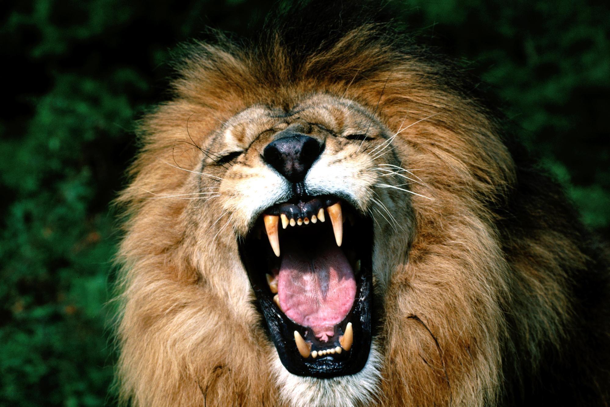animals, aggression, grin, muzzle, lion, mane, anger