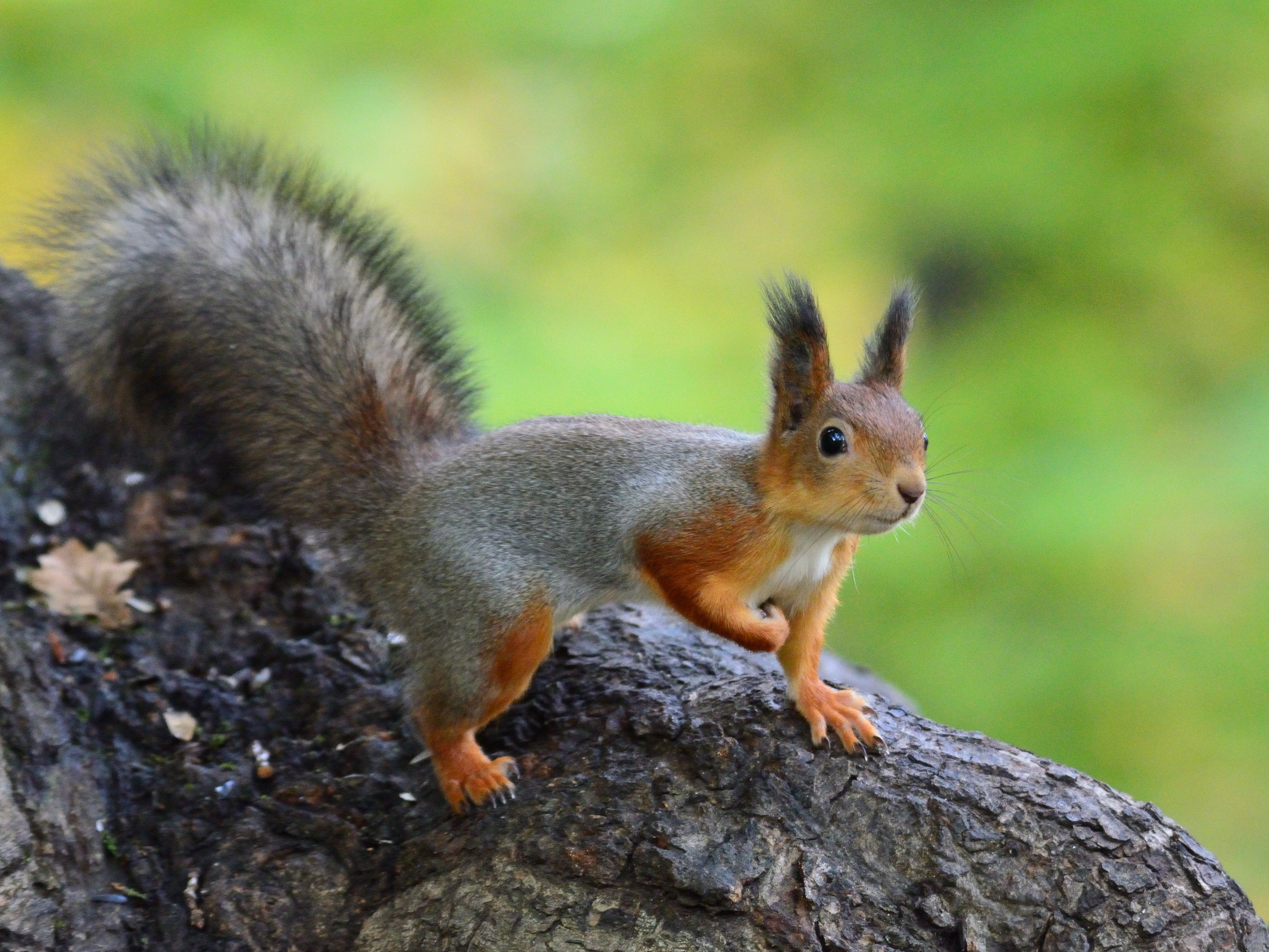 Laden Sie das Wildlife, Wilde Natur, Tiere, Tier, Komisch, Lustig, Eichhörnchen-Bild kostenlos auf Ihren PC-Desktop herunter