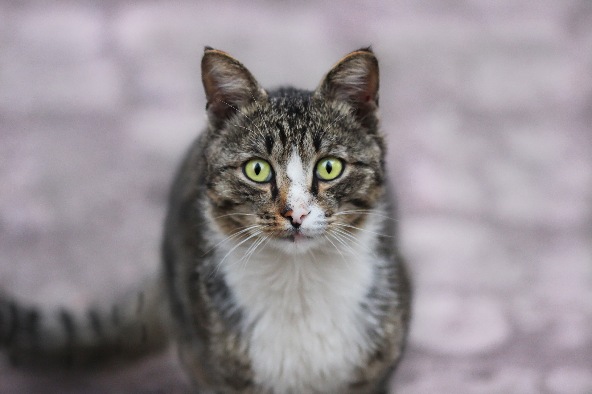 Baixe gratuitamente a imagem Animais, Gatos, Gato, Olhar Fixamente na área de trabalho do seu PC