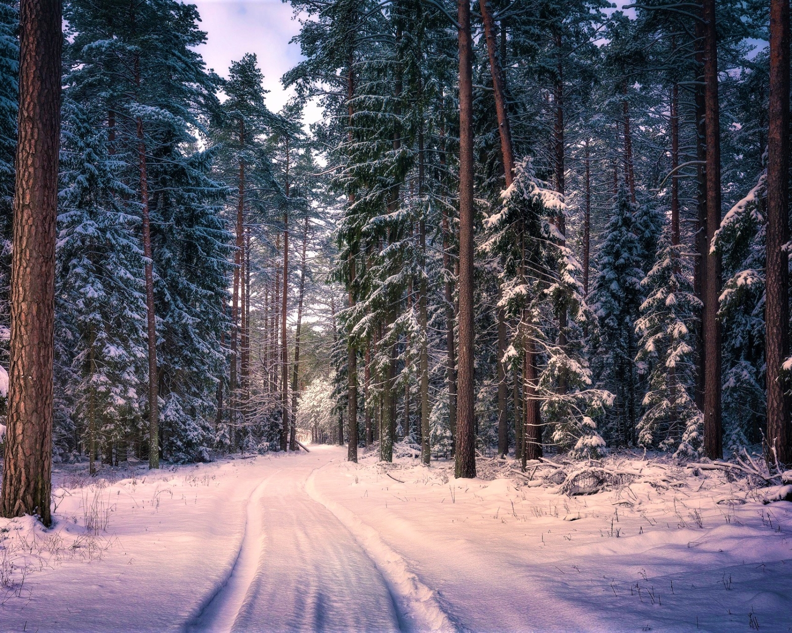 Download mobile wallpaper Winter, Snow, Road, Forest, Tree, Earth, Path, Sequoia, Redwood for free.