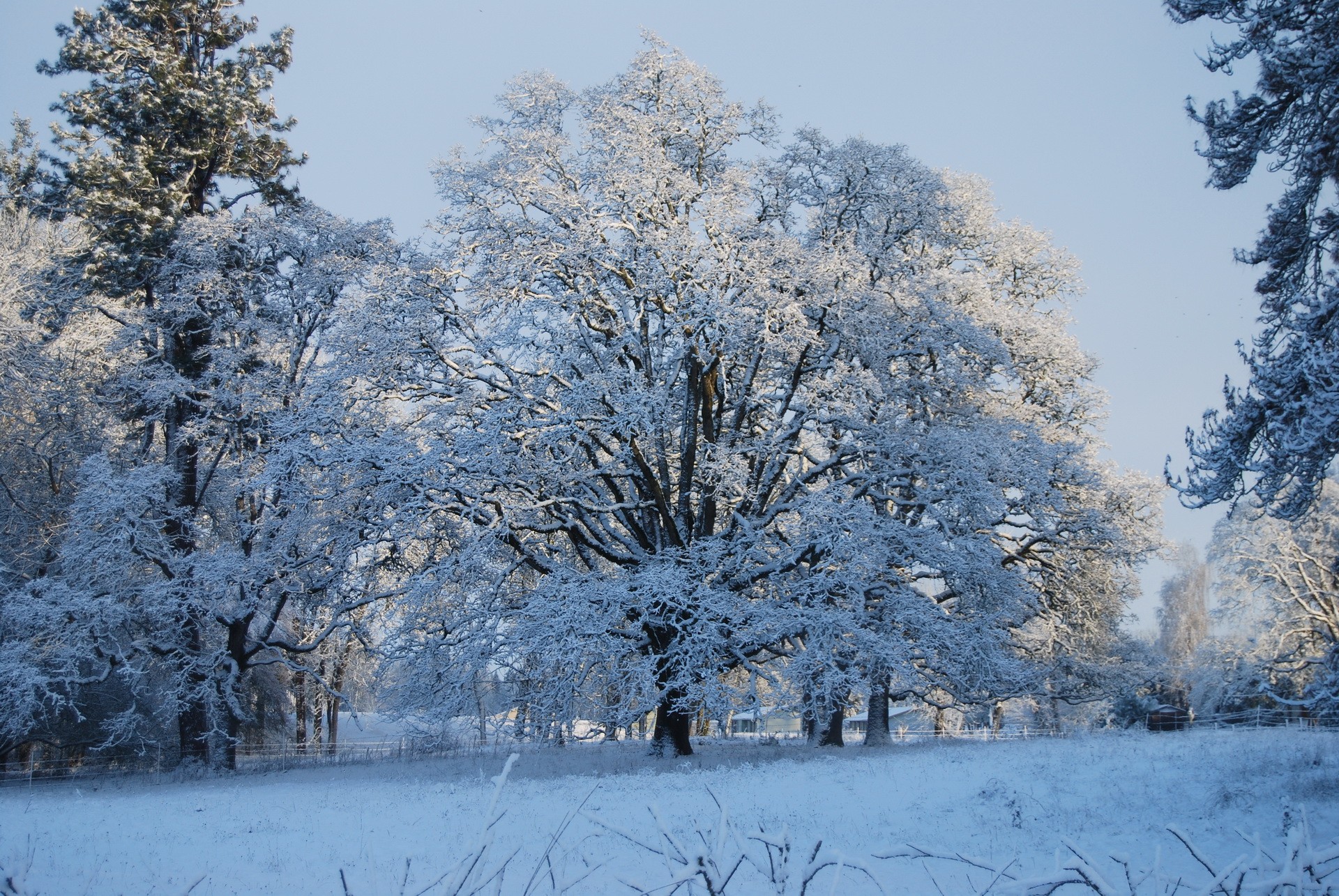 Descarga gratuita de fondo de pantalla para móvil de Invierno, Tierra/naturaleza.