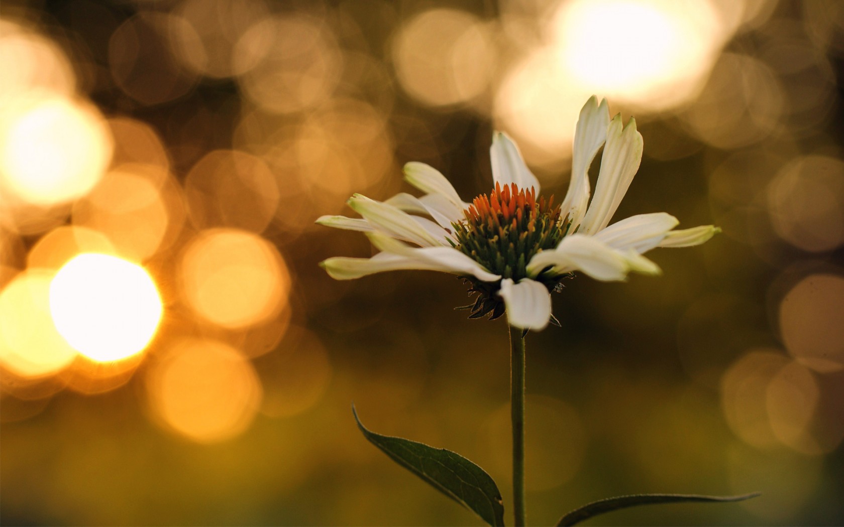 Handy-Wallpaper Blumen, Blume, Erde/natur kostenlos herunterladen.