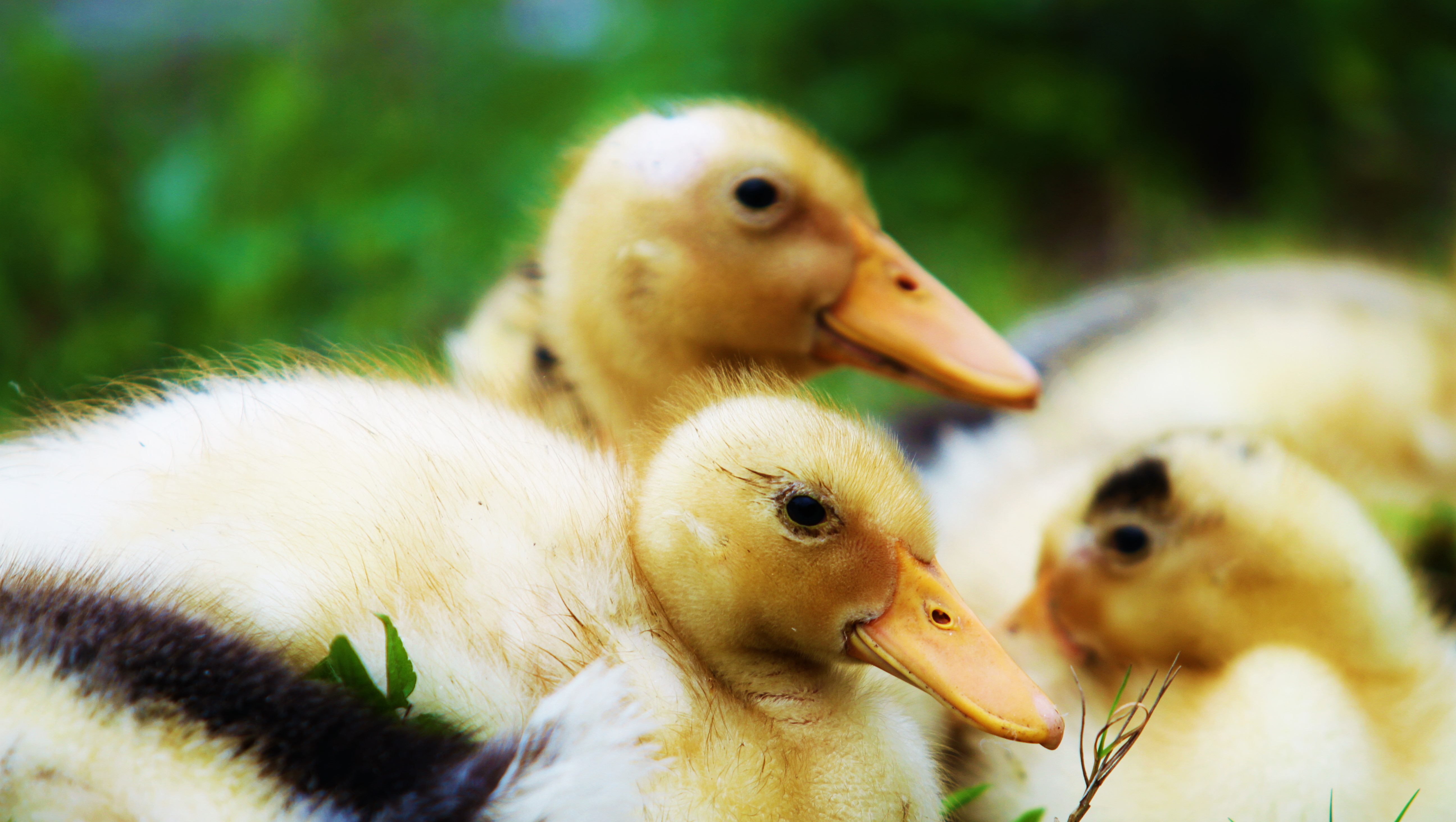 Free download wallpaper Birds, Close Up, Animal, Duck on your PC desktop