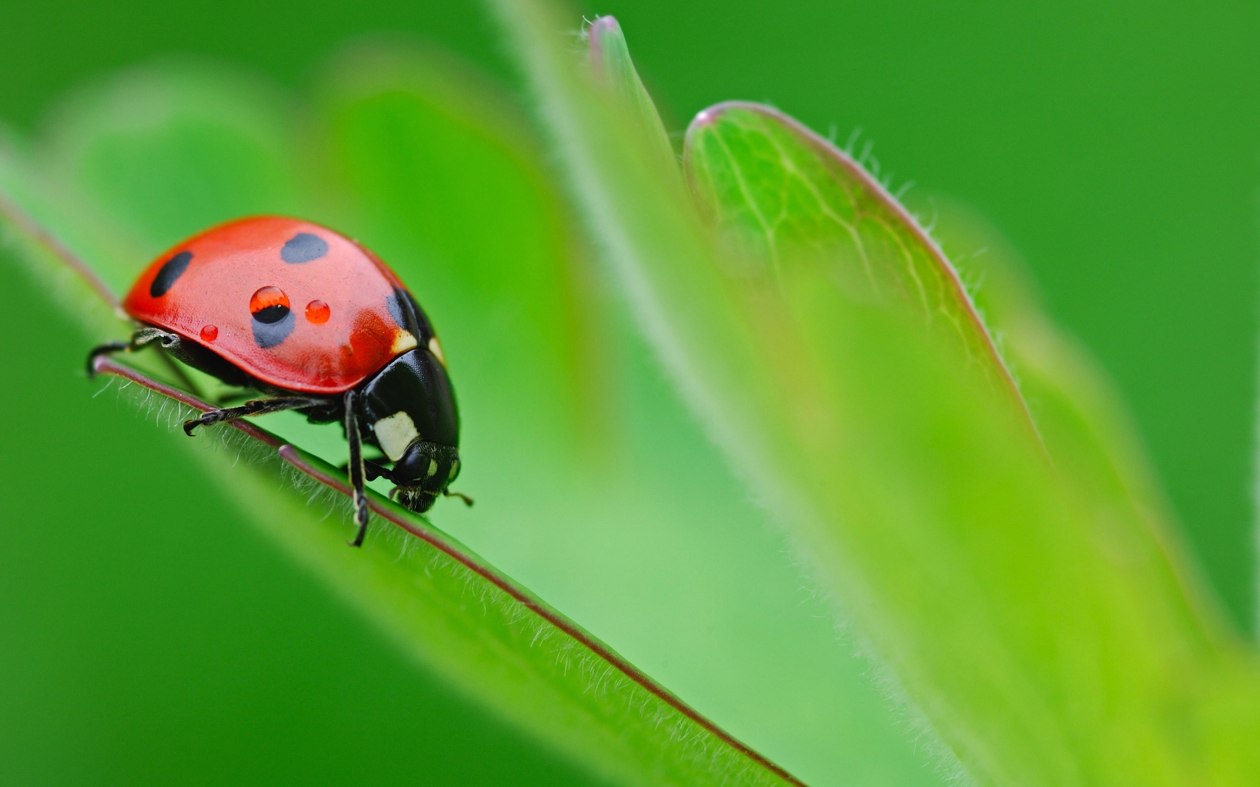 New Lock Screen Wallpapers insects, ladybugs, green