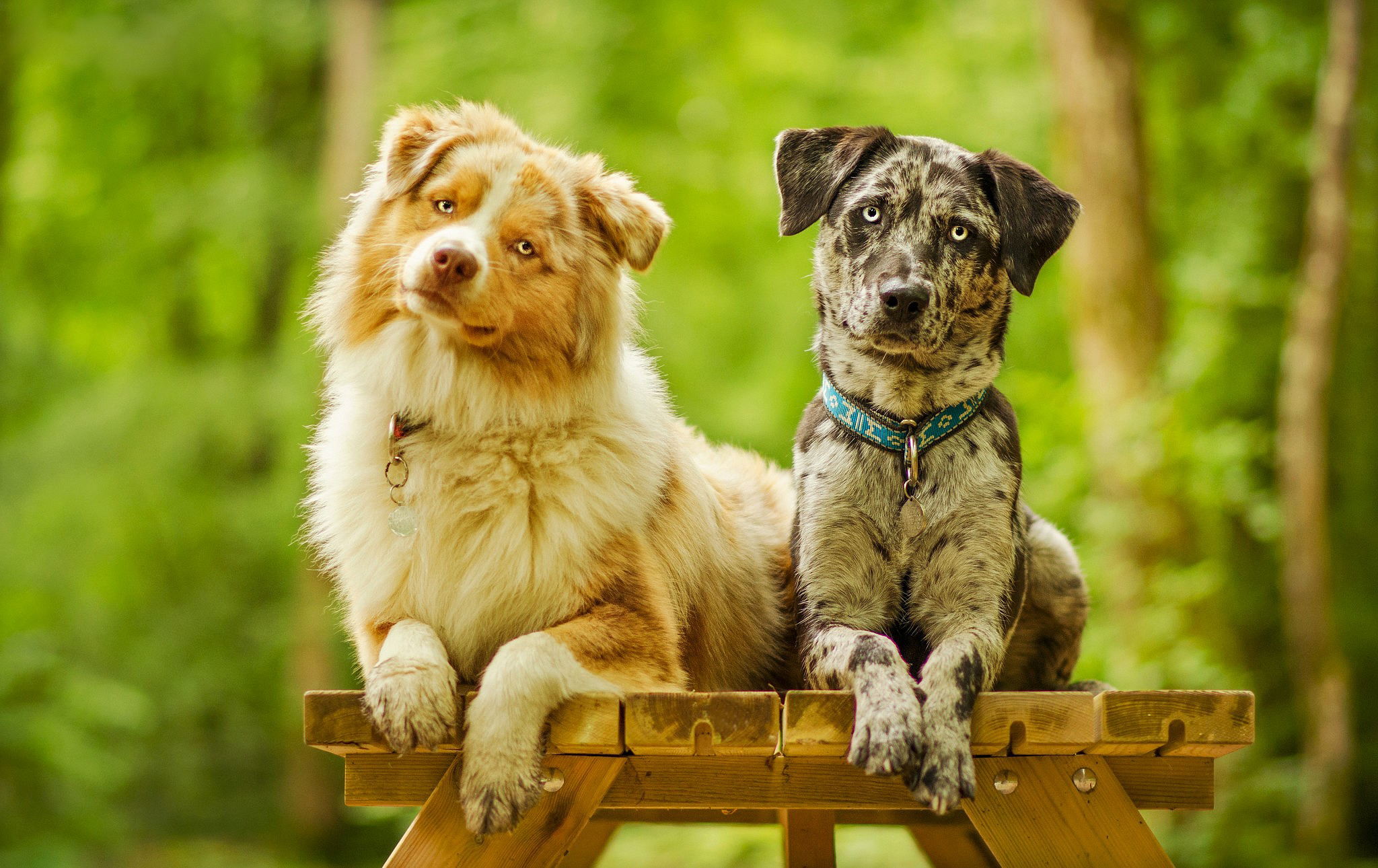 Laden Sie das Tiere, Hunde, Hund, Bokeh-Bild kostenlos auf Ihren PC-Desktop herunter