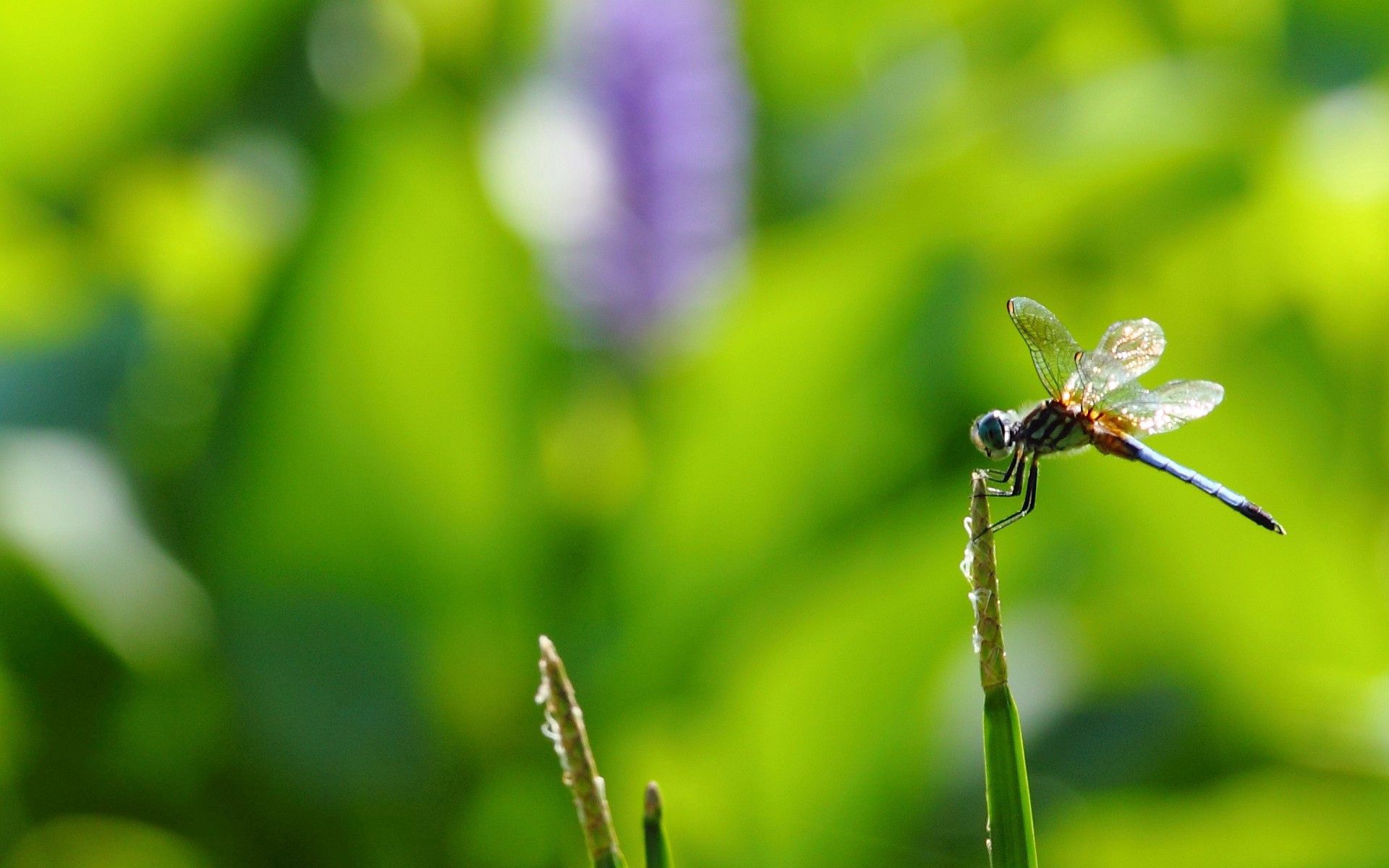 Free download wallpaper Grass, Macro, Branch, Insect, Flight on your PC desktop