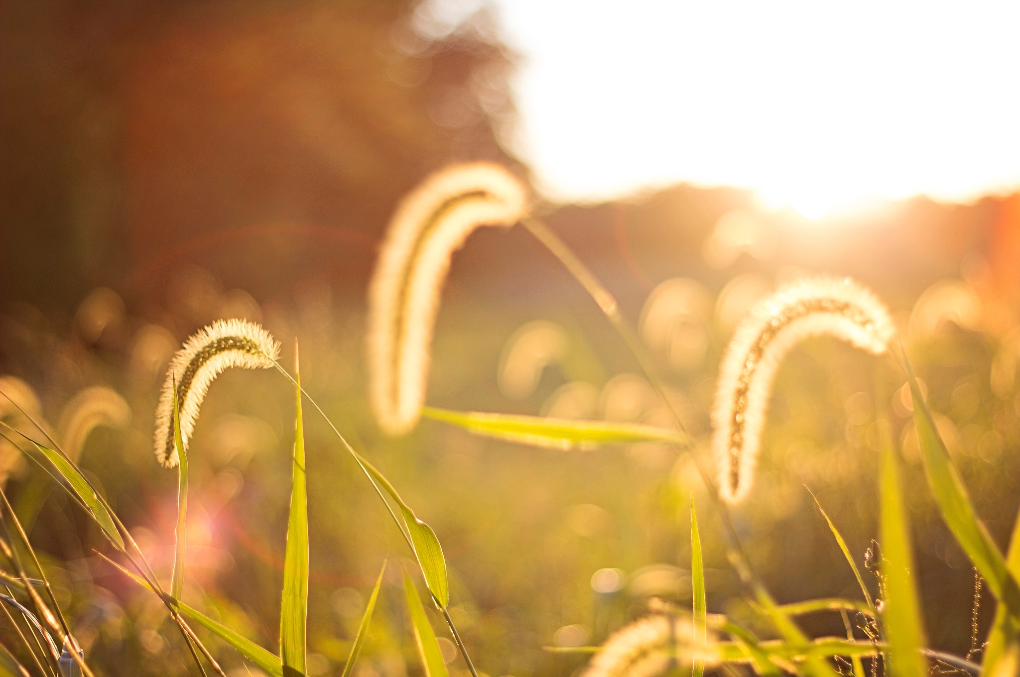 Handy-Wallpaper Gras, Erde/natur kostenlos herunterladen.