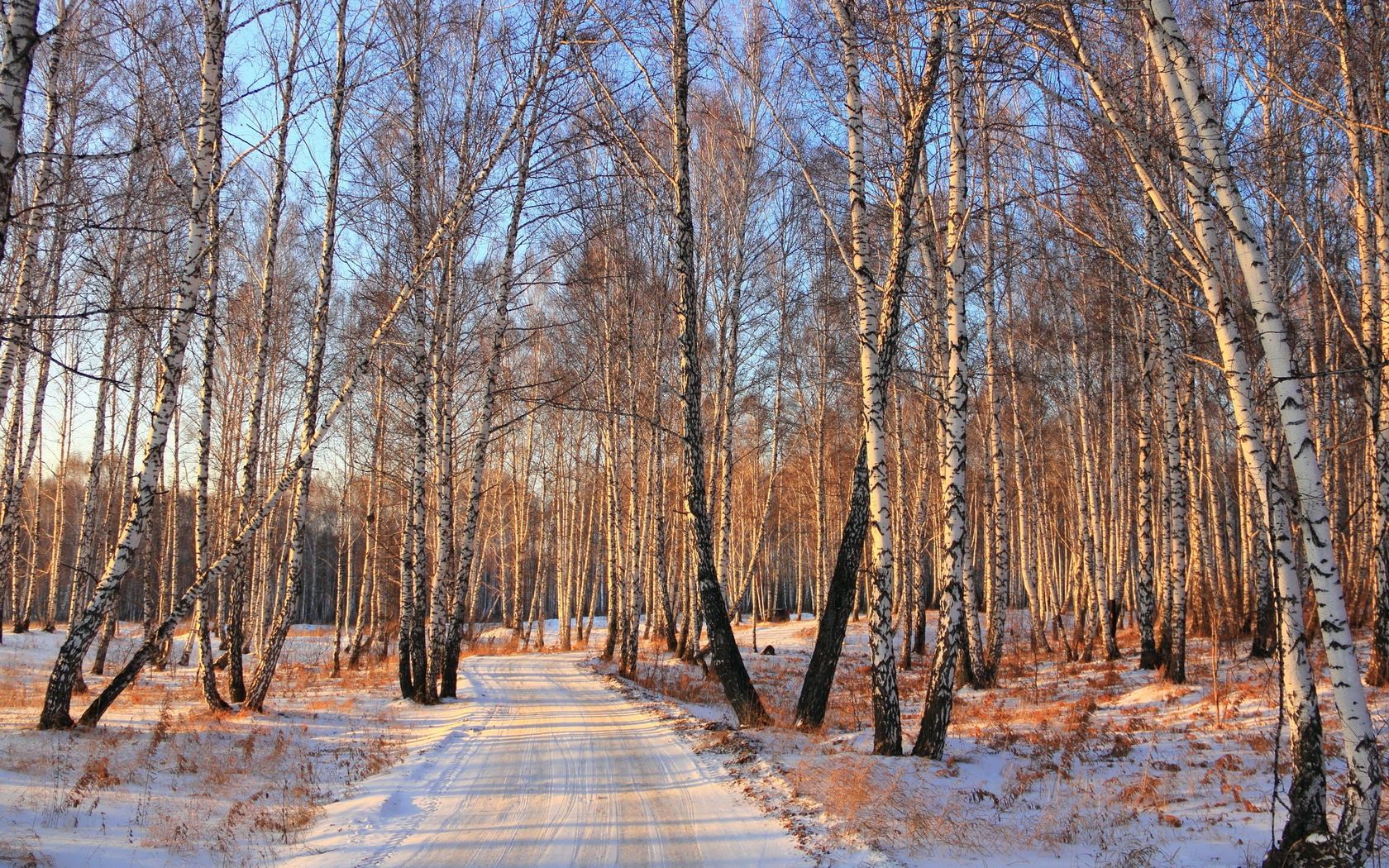 PC Wallpapers shine, light, winter, nature, road, forest, birch grove