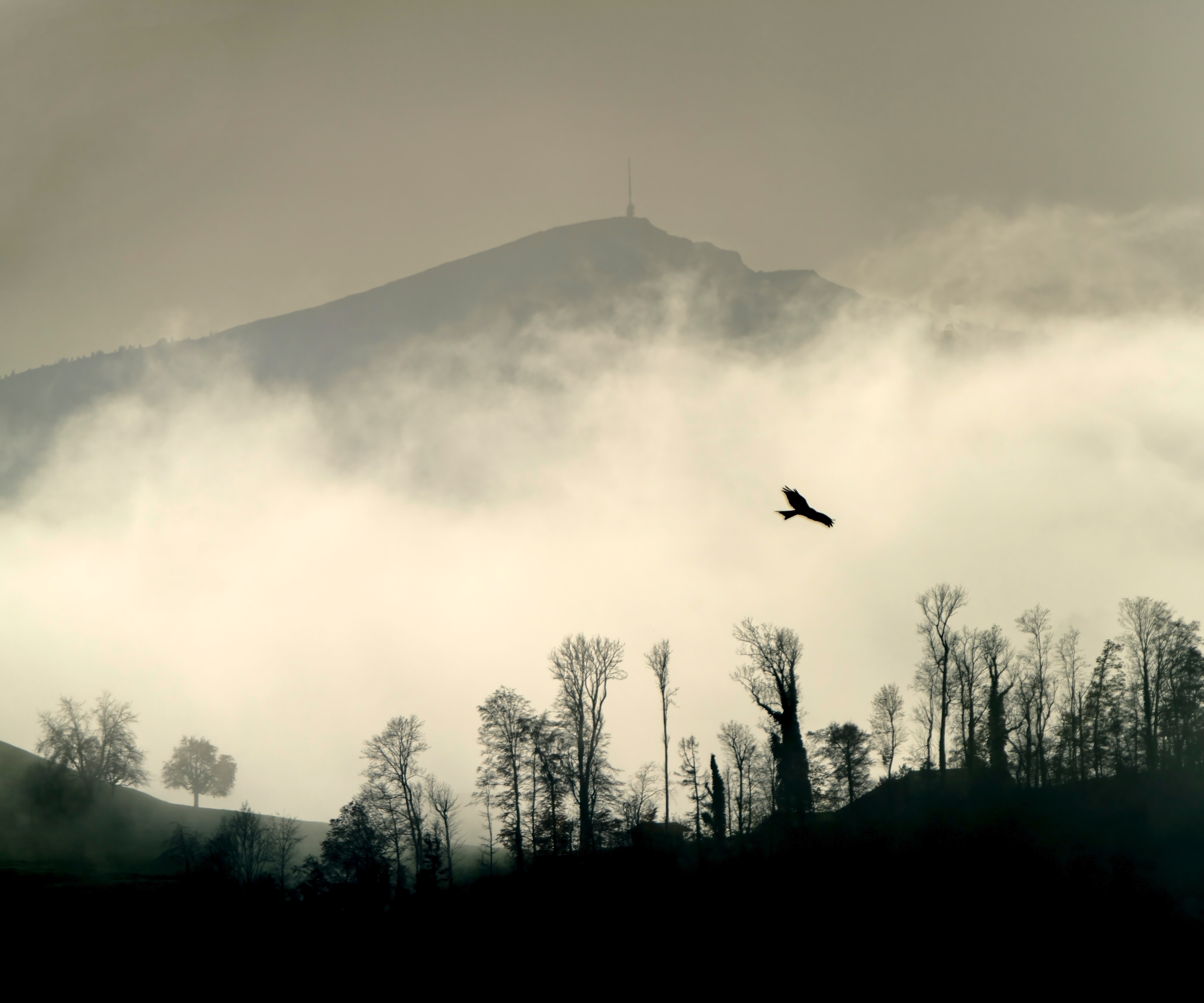 Download mobile wallpaper Mountain, Nature, Trees, Cloud, Bird, Silhouette for free.