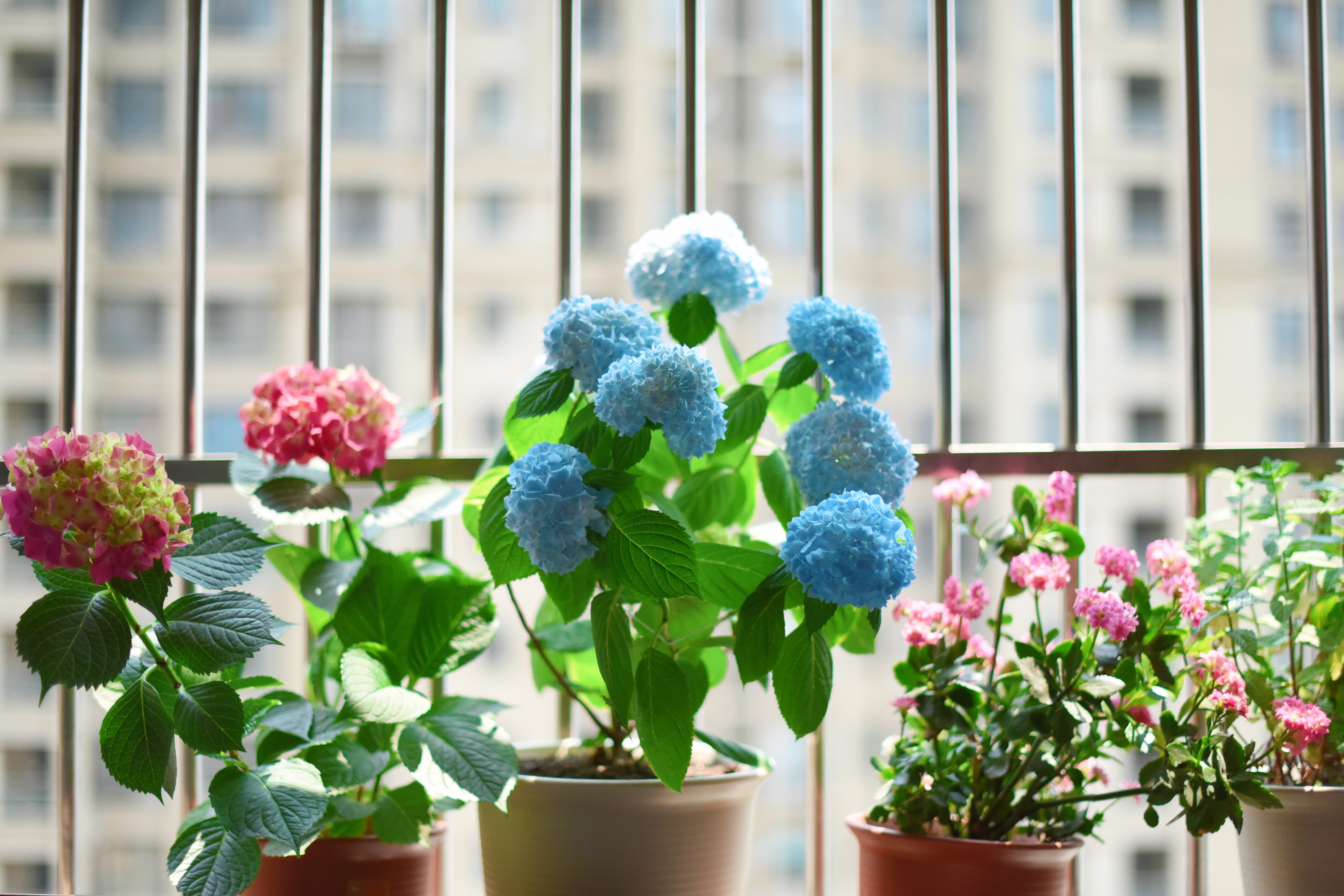 houseplant, indoor plant, flowers, pot