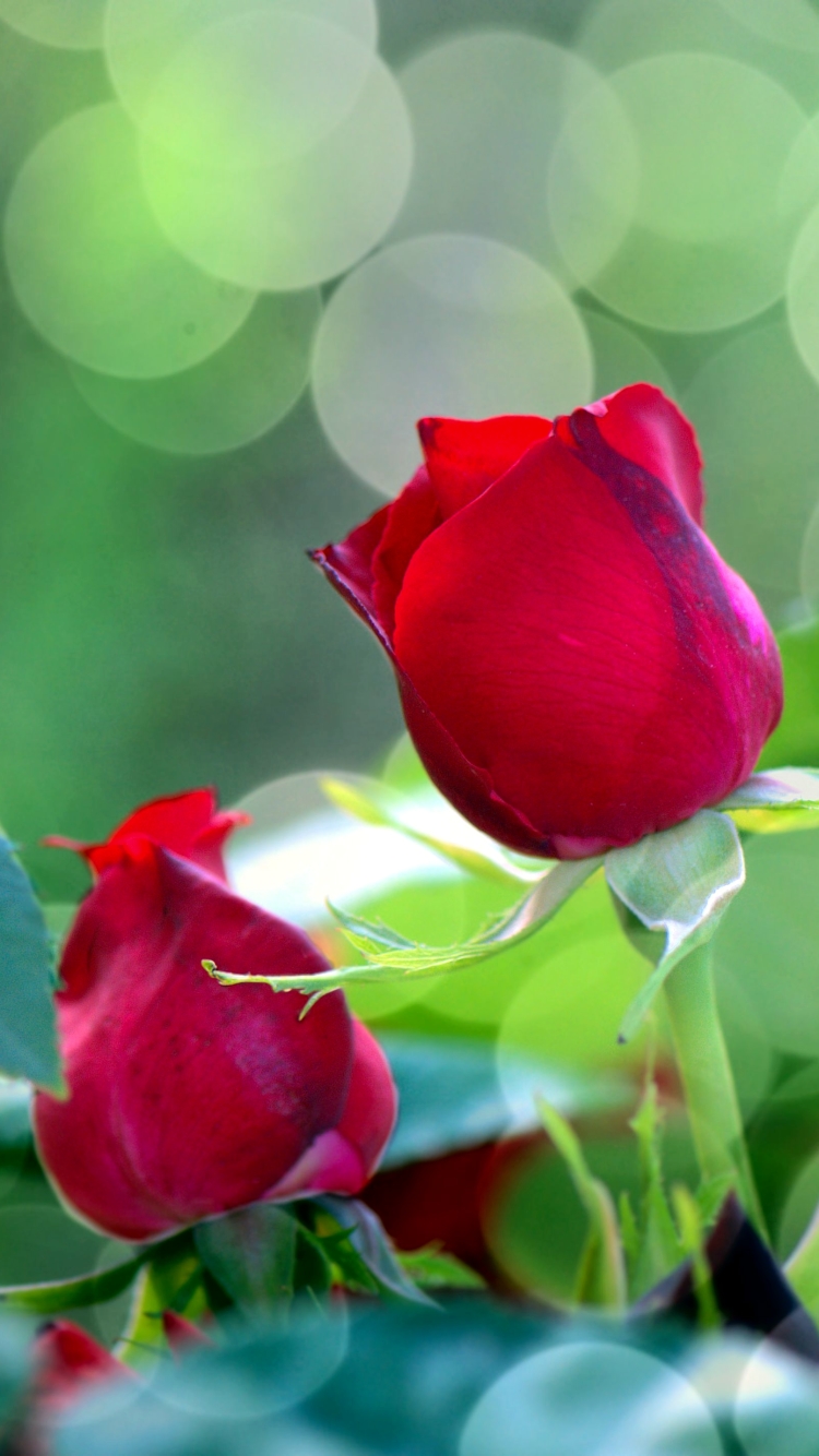 Handy-Wallpaper Blumen, Rose, Blatt, Nahansicht, Bokeh, Rote Rose, Rote Blume, Erde/natur kostenlos herunterladen.