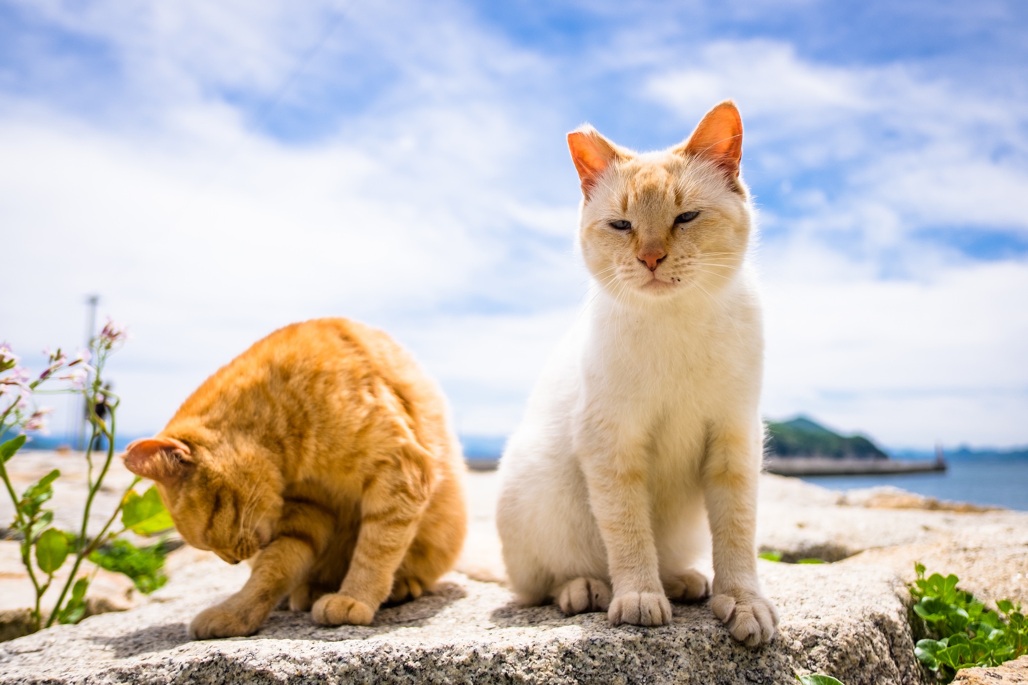 無料モバイル壁紙動物, 海岸, ネコ, 猫, 可愛い, 被写界深度をダウンロードします。