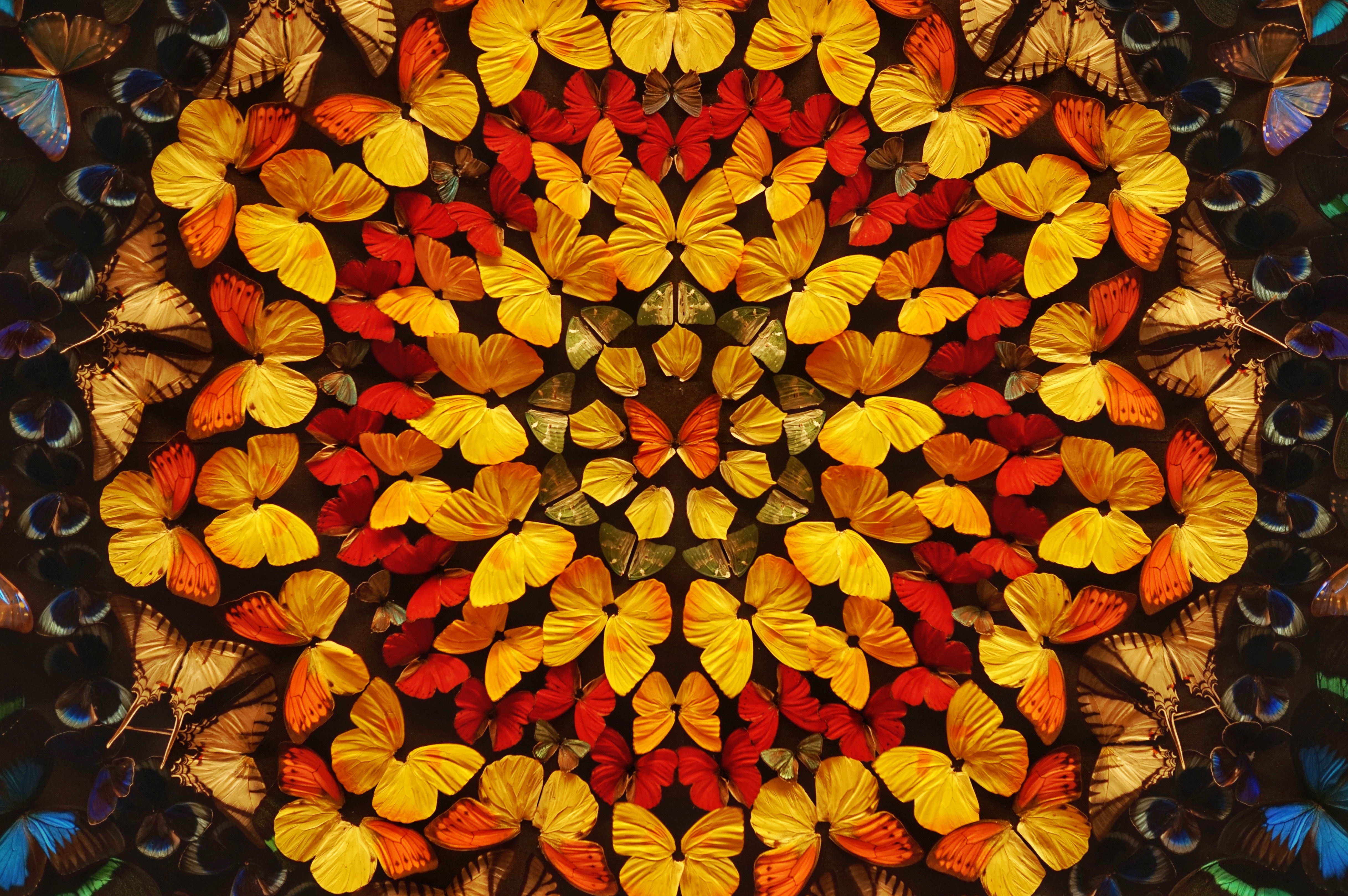 99989 завантажити шпалери метелики, узори, різне, крила, кольоровий, кольорові - заставки і картинки безкоштовно