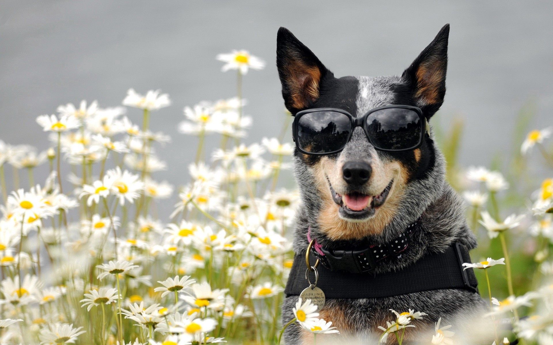 Free download wallpaper Animals, Flowers, Dog, Muzzle, Spectacles, Glasses on your PC desktop