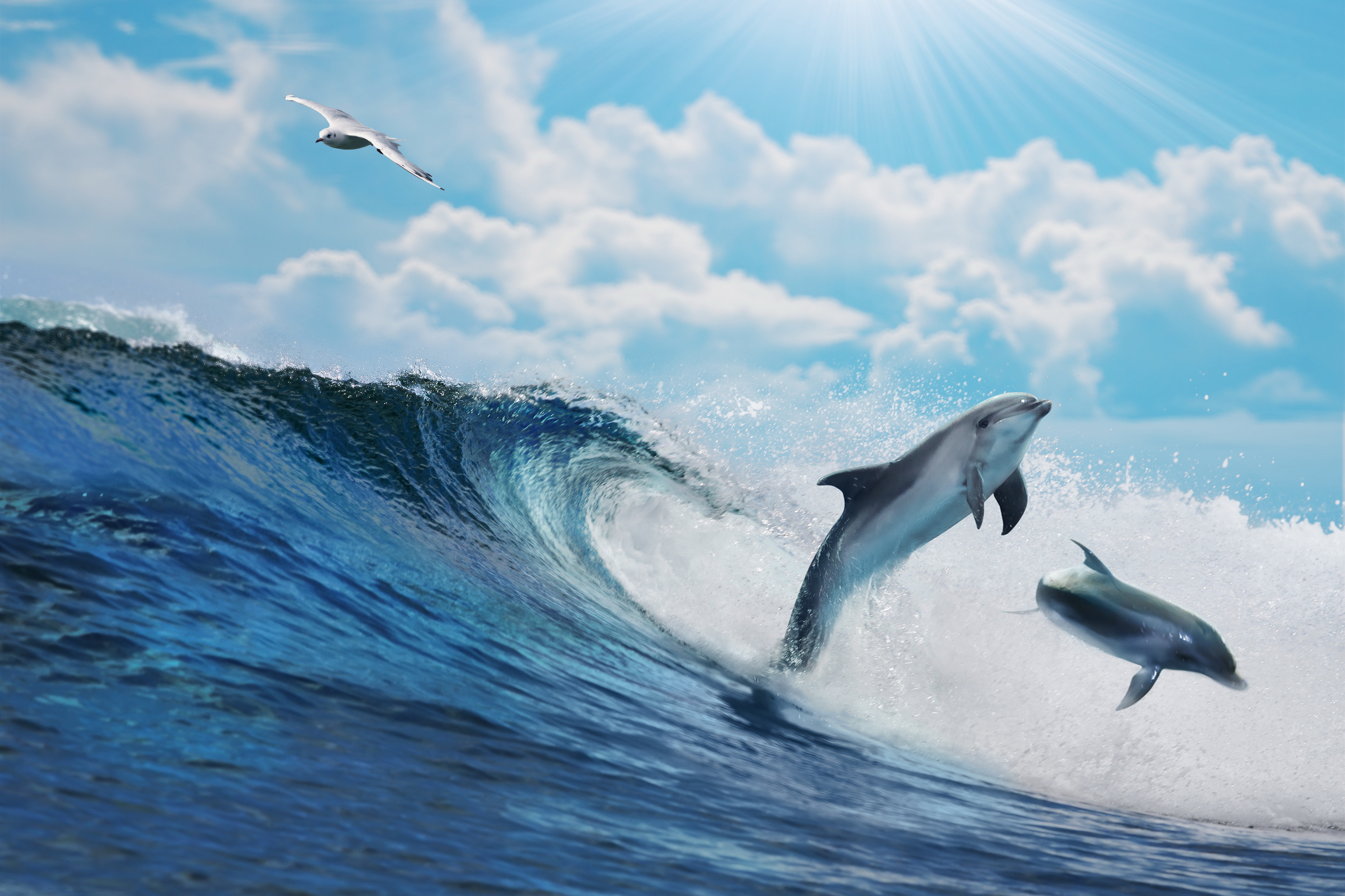 Handy-Wallpaper Tiere, Delfin kostenlos herunterladen.