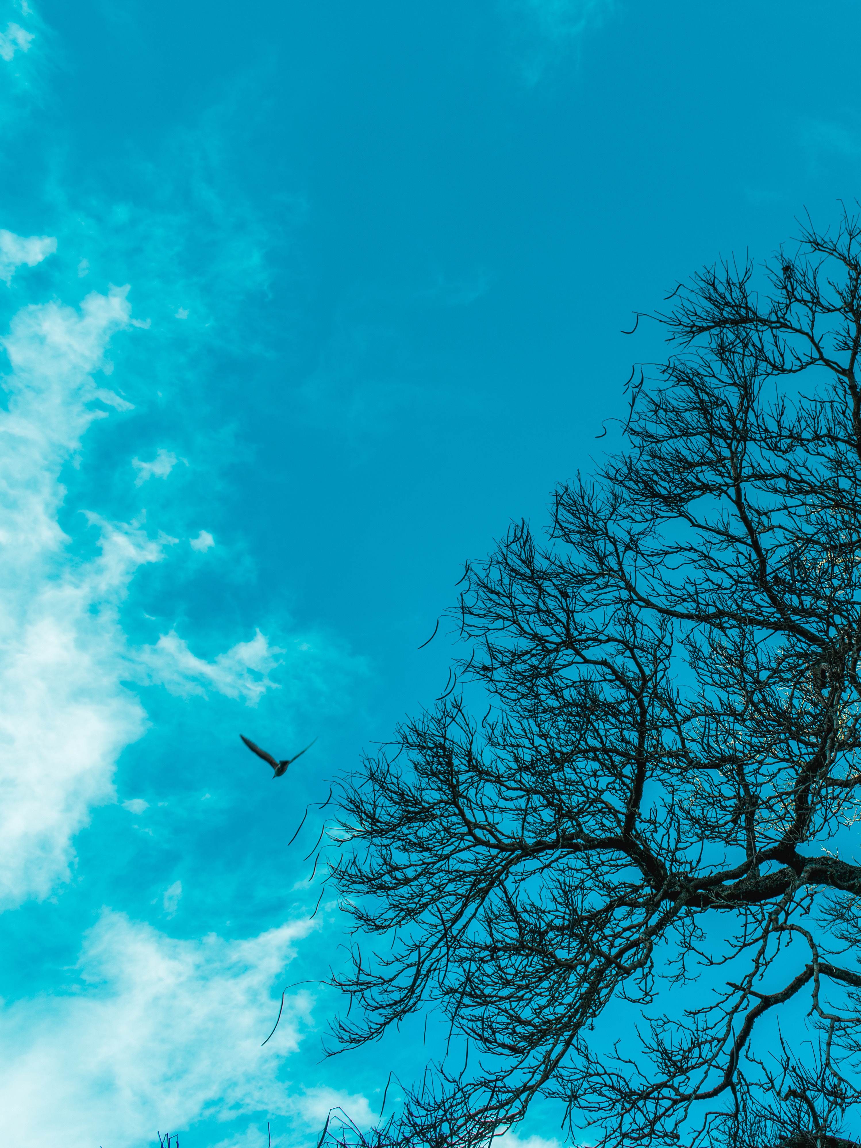 Download mobile wallpaper Bird, Nature, Branches, Wood, Sky, Tree for free.