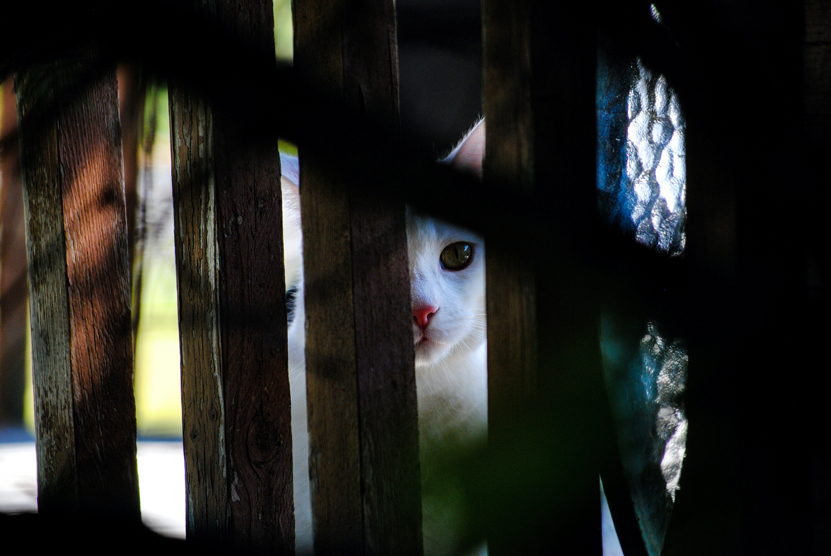 Free download wallpaper Cats, Cat, Fence, Animal on your PC desktop