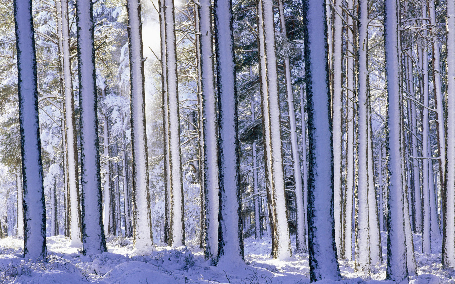 Скачать картинку Зима, Природа, Лес, Земля/природа в телефон бесплатно.