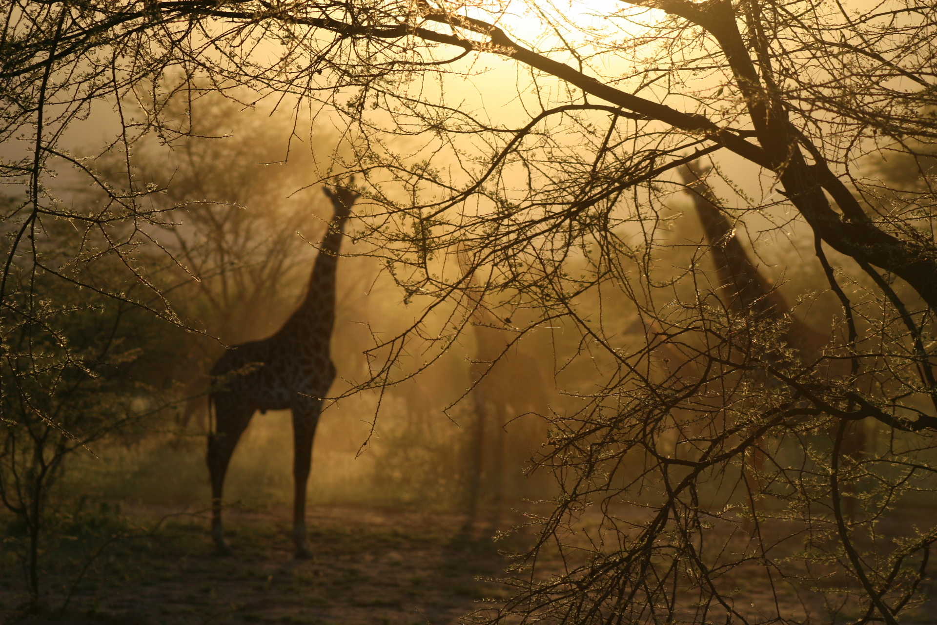 Скачать обои бесплатно Животные, Силуэт, Туман, Солнечный Луч, Жирафа картинка на рабочий стол ПК