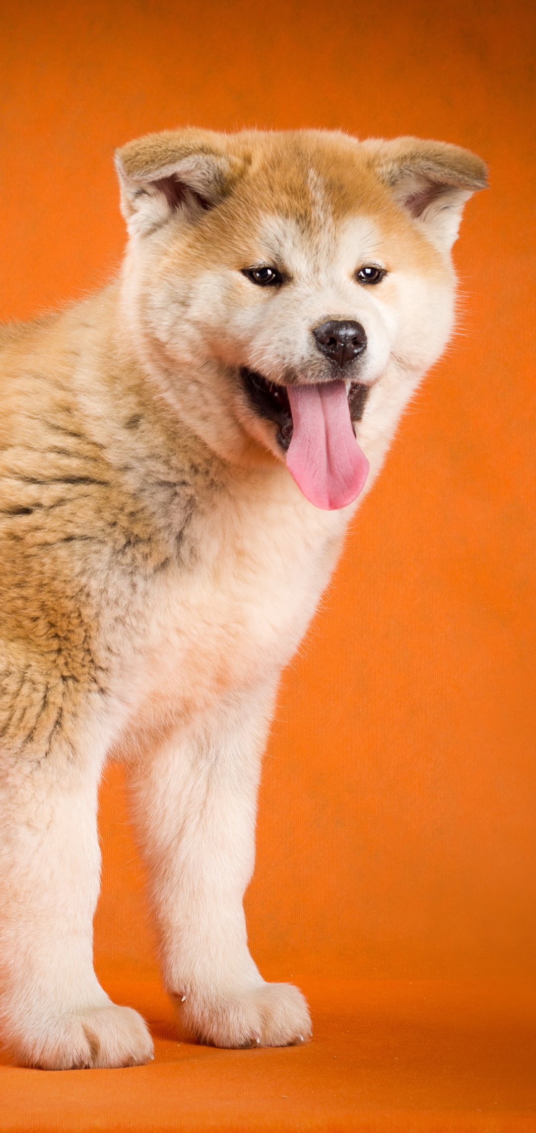 Handy-Wallpaper Tiere, Hunde, Hund, Akita kostenlos herunterladen.