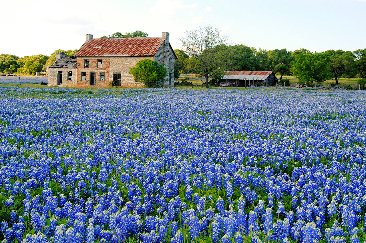 Free download wallpaper Flower, Earth on your PC desktop