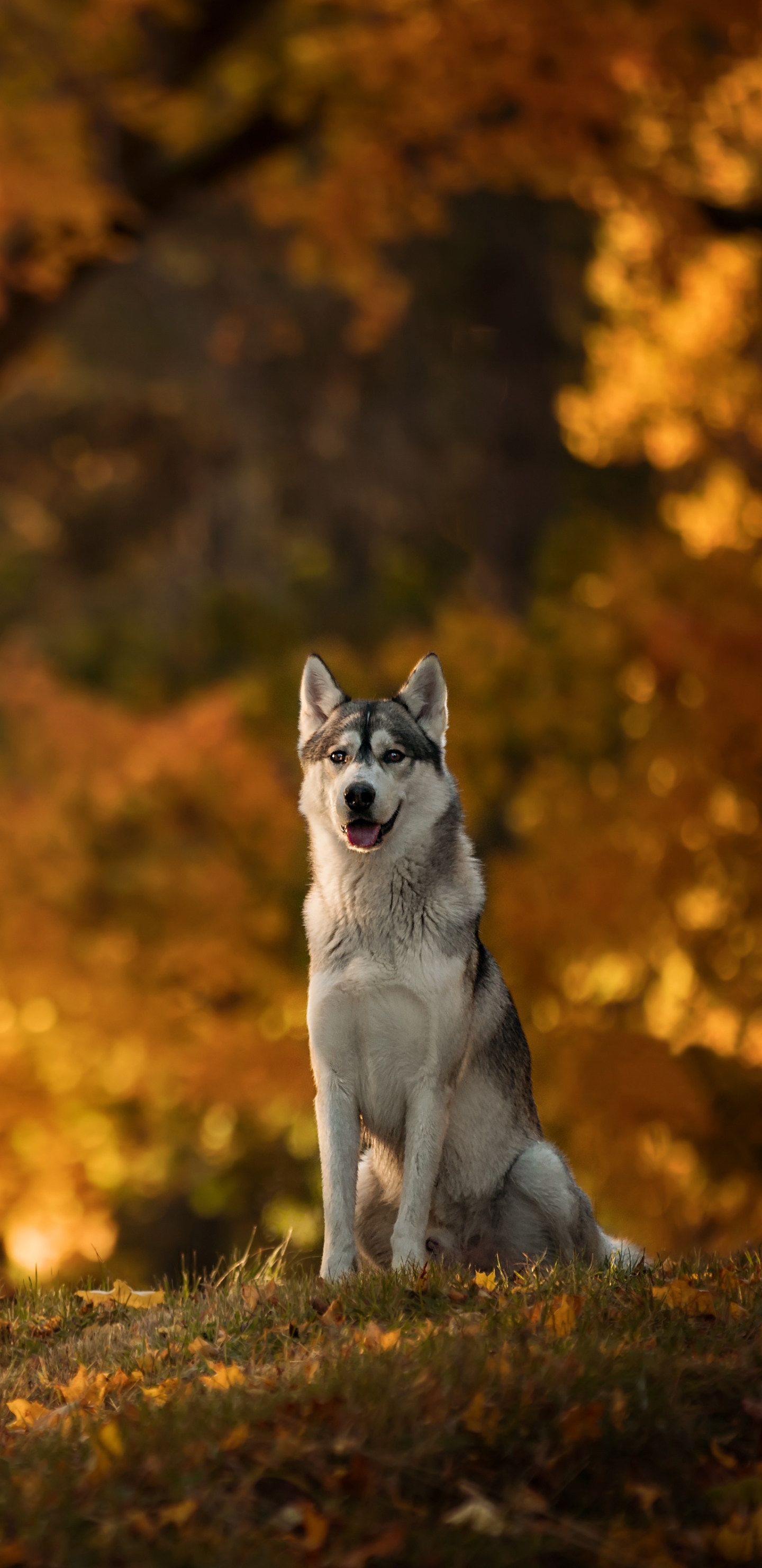 Free download wallpaper Dogs, Dog, Fall, Animal, Husky, Depth Of Field on your PC desktop