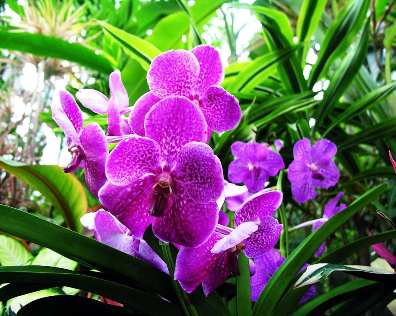 96344 Hintergrundbild herunterladen blumen, nahaufnahme, grüne, grünen, nahansicht, lila, orchidee, orchid - Bildschirmschoner und Bilder kostenlos