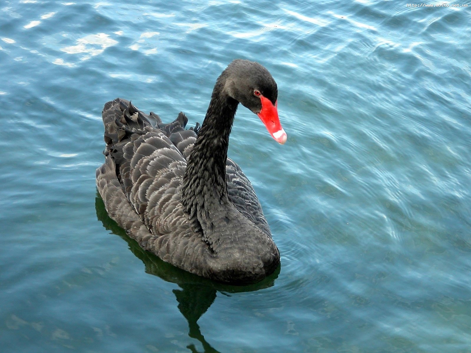 Free download wallpaper Animals, Birds, Water, Swans on your PC desktop